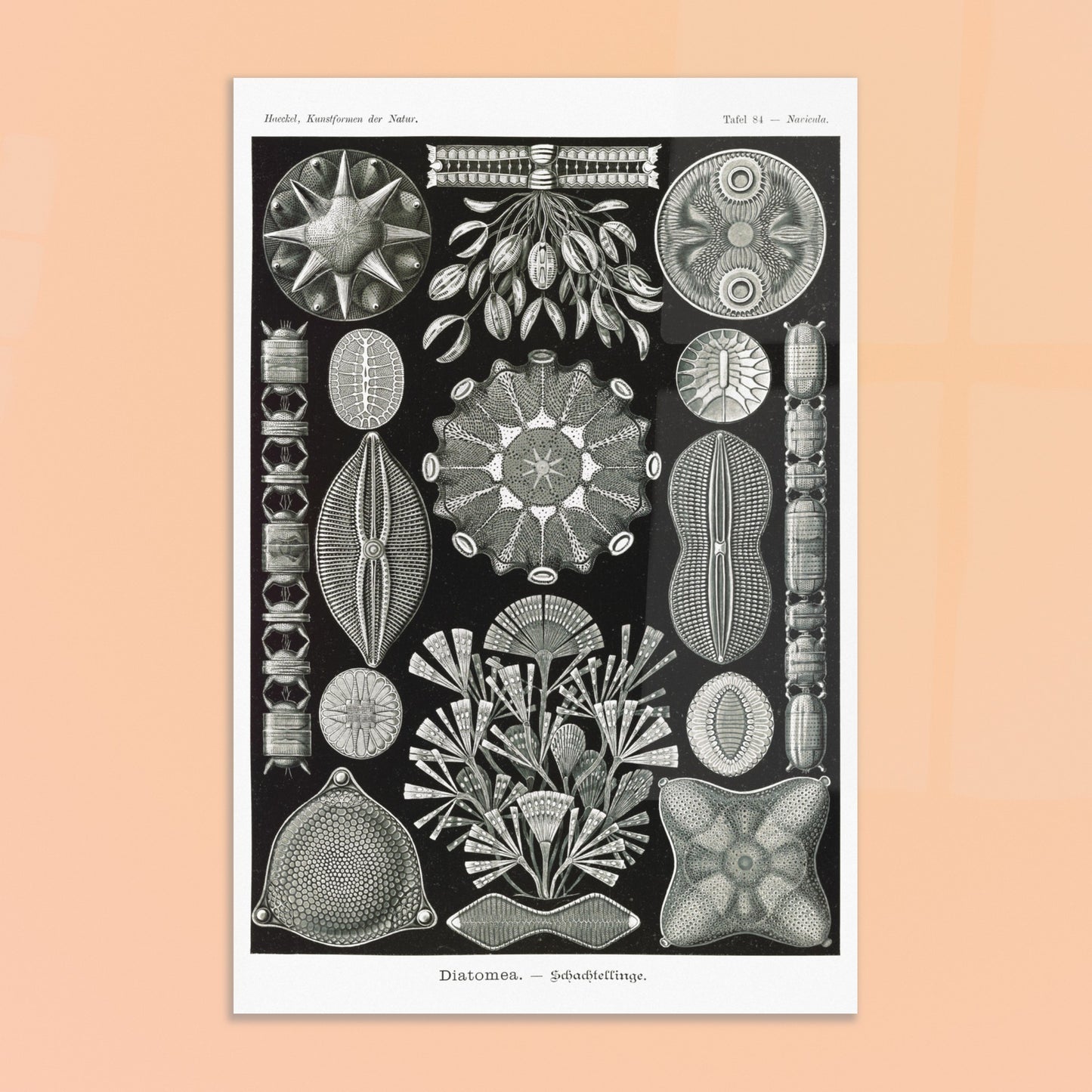 Planche naturaliste des Diatomées par Ernst Haeckel. Planche naturaliste d'Ernst Haeckel représentant diverses formes et structures de diatomées, avec un fond noir. Image d'illustration 8
