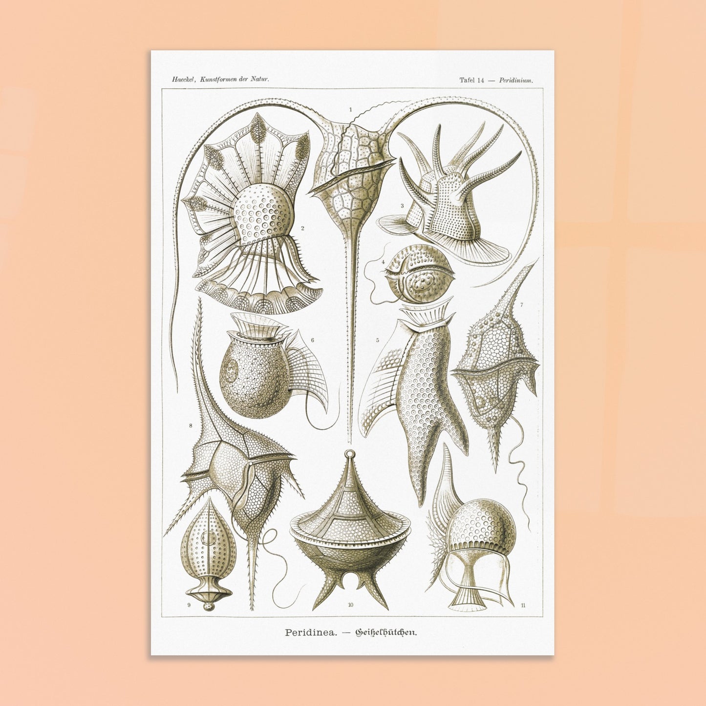 Planche naturaliste de dinoflagellés par Ernst Haeckel. Planche d'illustrations naturalistes par Ernst Haeckel, présentant diverses formes de dinoflagellés aux structures complexes sur fond blanc. Image d'illustration 8
