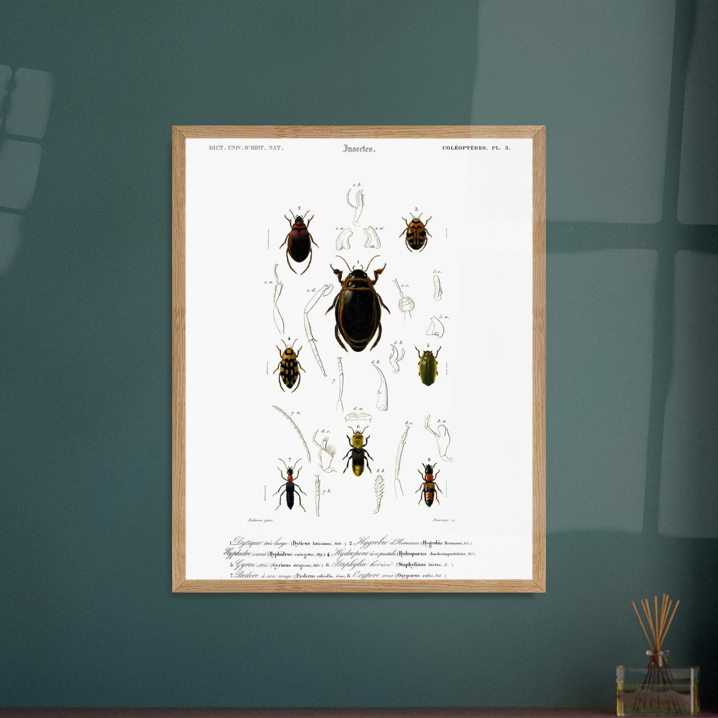 Dytique très large, Hygrobie d’Hermann, Hyphydre varié, Hydropore à douze pustules., Gyrin strié., Staphylin hérissé, Pédère à cou rouge, Oxypore roux - illustration naturaliste du Dictionnaire Univer - image 52908361908557