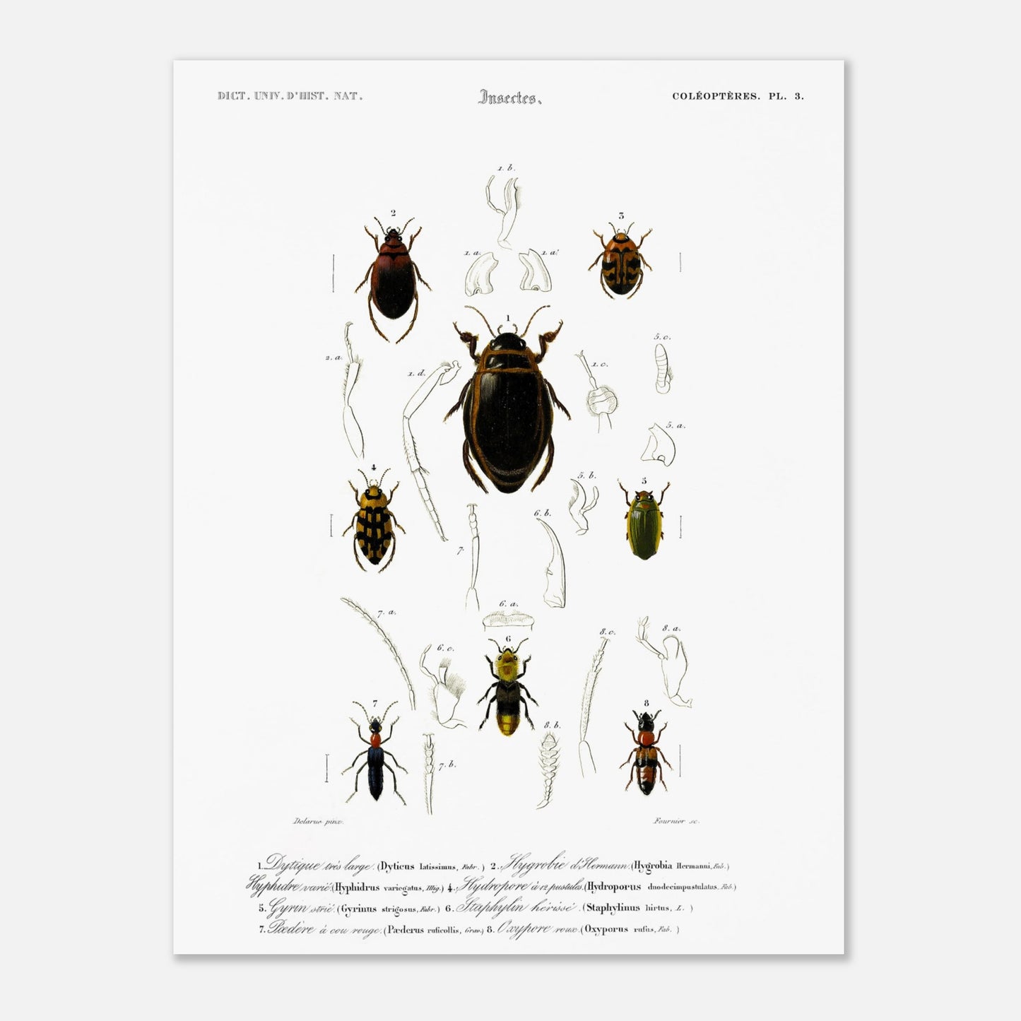 Dytique très large, Hygrobie d’Hermann, Hyphydre varié, Hydropore à douze pustules., Gyrin strié., Staphylin hérissé, Pédère à cou rouge, Oxypore roux - illustration naturaliste du Dictionnaire Univer - Taille 30x40 cm