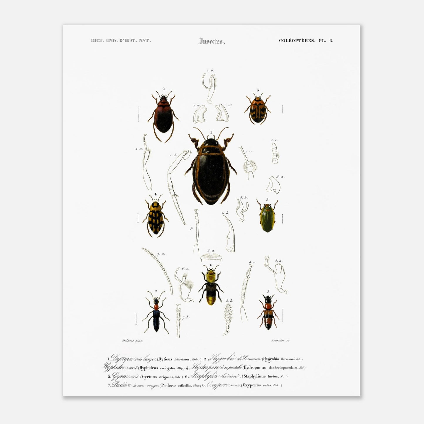 Dytique très large, Hygrobie d’Hermann, Hyphydre varié, Hydropore à douze pustules., Gyrin strié., Staphylin hérissé, Pédère à cou rouge, Oxypore roux - illustration naturaliste du Dictionnaire Univer - Taille 40x50 cm