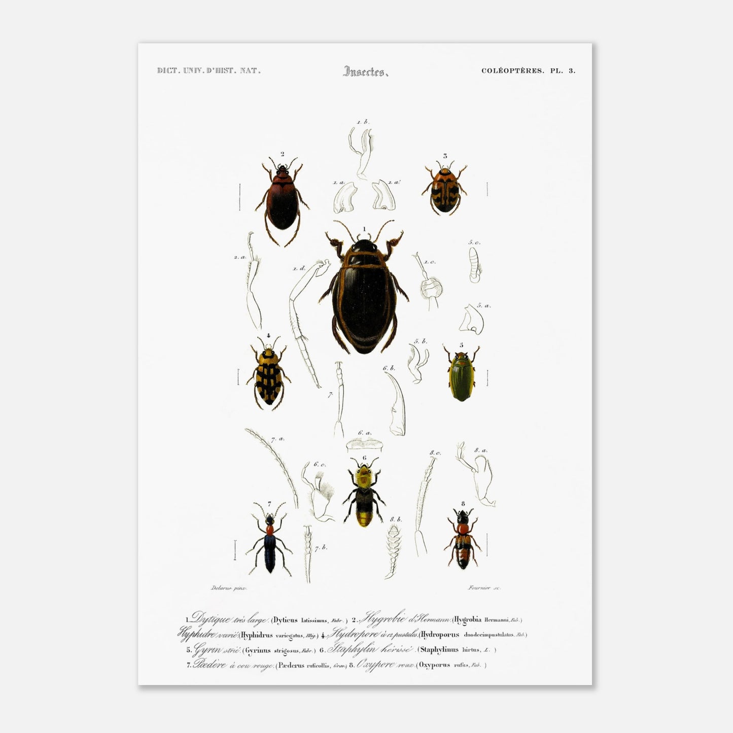 Dytique très large, Hygrobie d’Hermann, Hyphydre varié, Hydropore à douze pustules., Gyrin strié., Staphylin hérissé, Pédère à cou rouge, Oxypore roux - illustration naturaliste du Dictionnaire Univer - Taille 42x59,4 cm (A2)