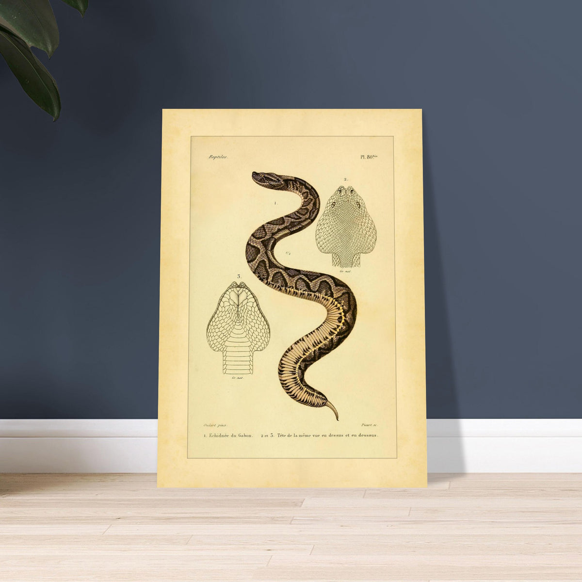 Gabunvipera-Reproduktion: zoologische Illustration. Antike wissenschaftliche Tafel mit der Darstellung einer Schlange namens 'Echidnée du Gabon', mit Ansichten ihres Kopfes.
