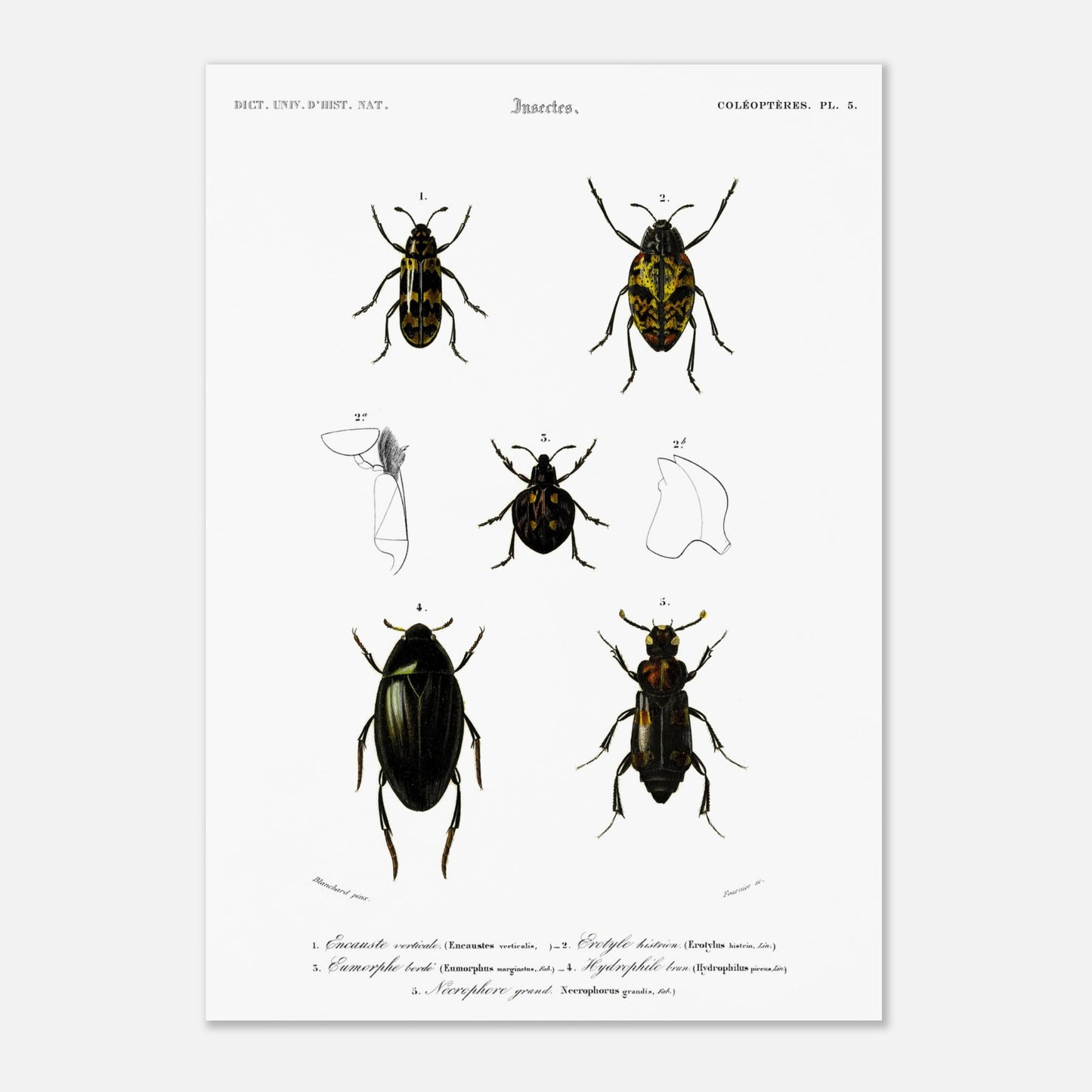 Encauste vertical, Érotyle histrion, Eumorphe bordé, Hydrophile brun, Nécrophore grand - illustration naturaliste du Dictionnaire Universel d'Histoire Naturelle de Charles d'Orbigny - Taille 42x59,4 cm (A2)