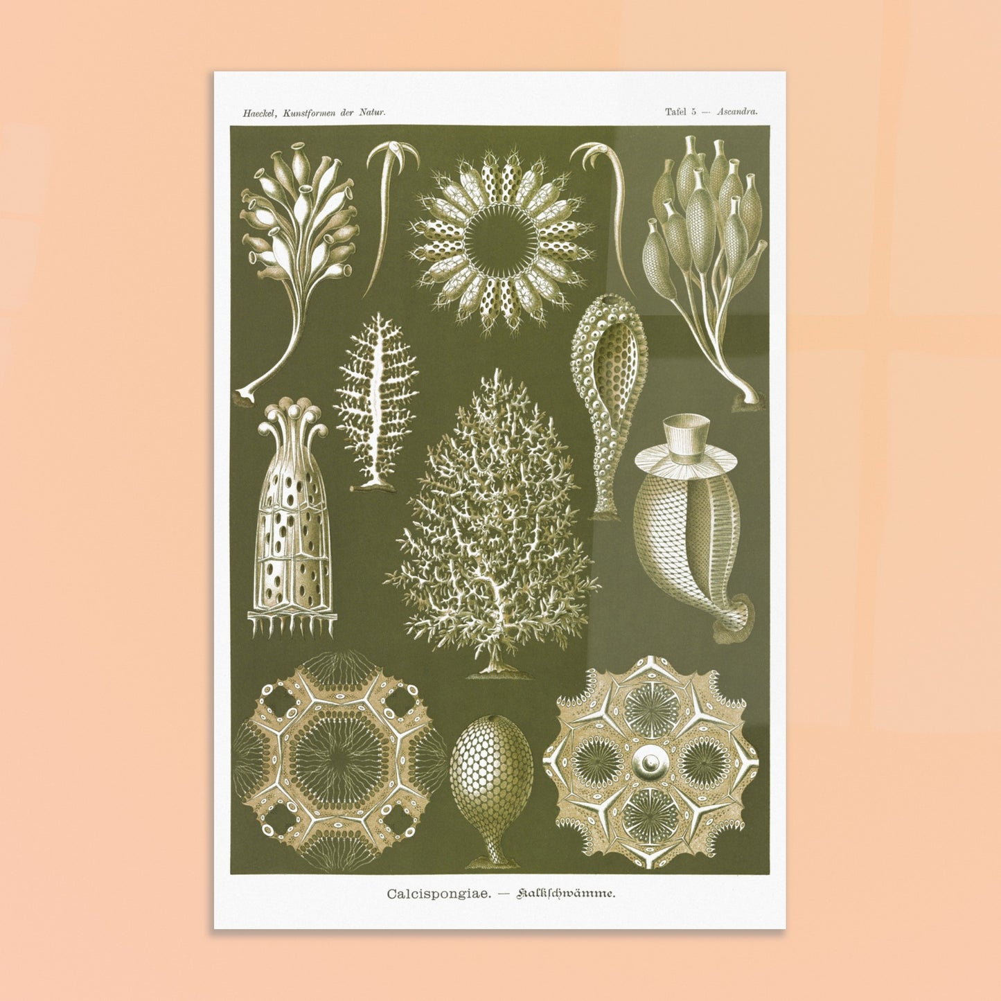 Planche naturaliste d'éponges calcaires - Ernst Haeckel. Planche d'illustrations naturalistes d'Ernst Haeckel représentant différentes éponges calcaires. Image d'illustration 8
