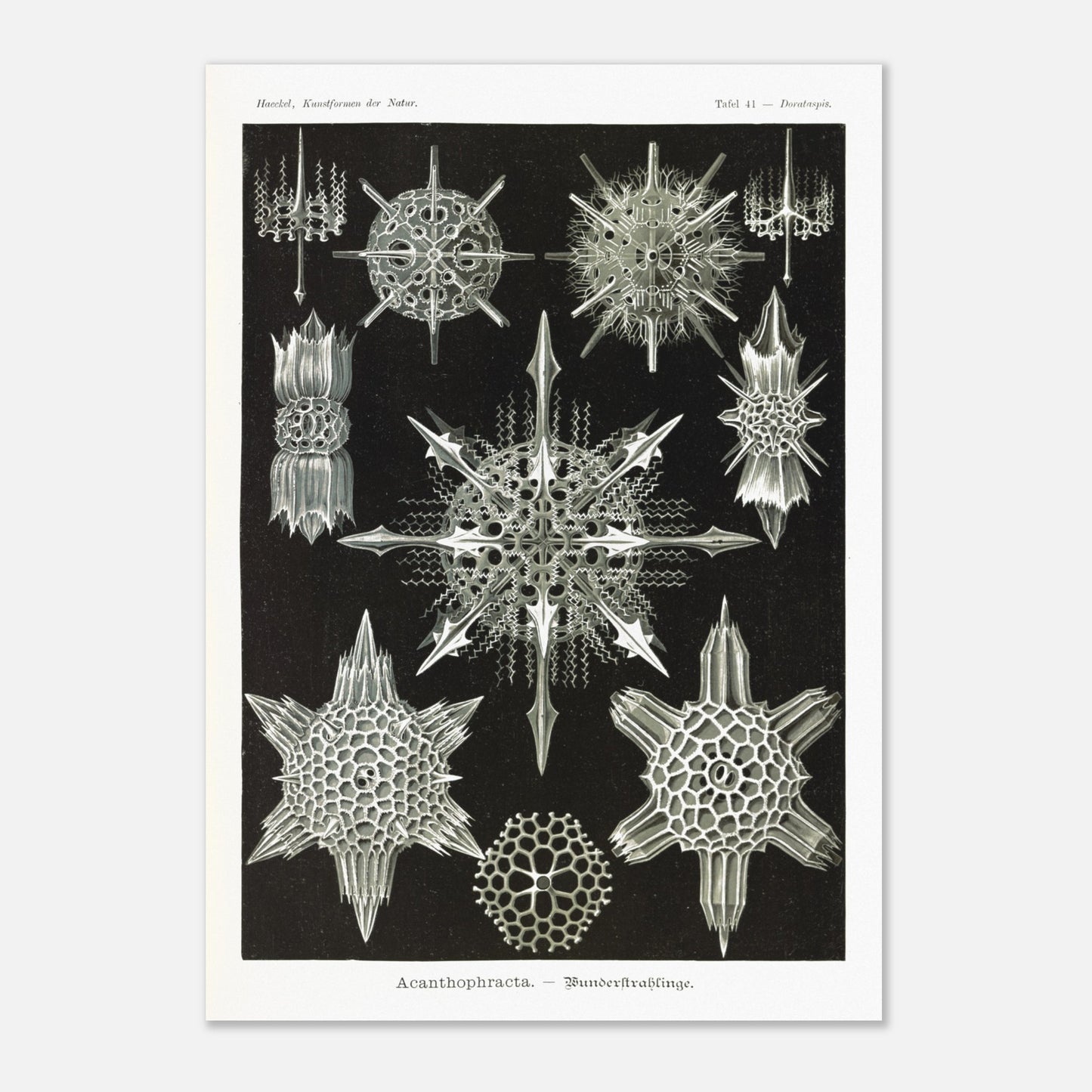 Ernst Haeckel - Acanthophracta - Wunderstrahlinge - Radiolaires acanthaires, poster de la planche Dorataspis des Kunstformen der Natur - Taille 29,7x42 cm (A3)