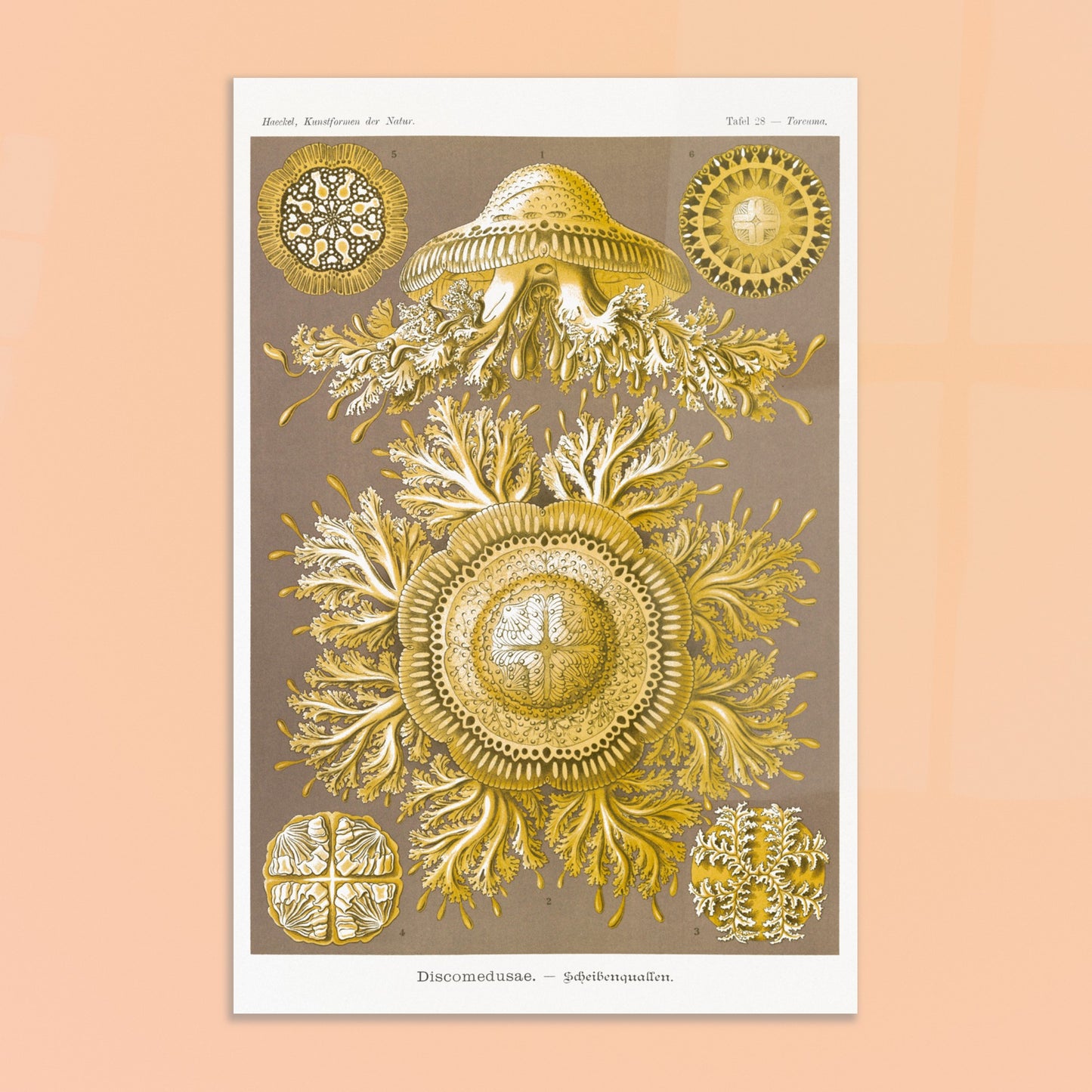 Ernst Haeckel - Discomedusae - Scheibenquallen - Méduses disques, poster de la planche Toreuma des Kunstformen der Natur - image 50886586728781
