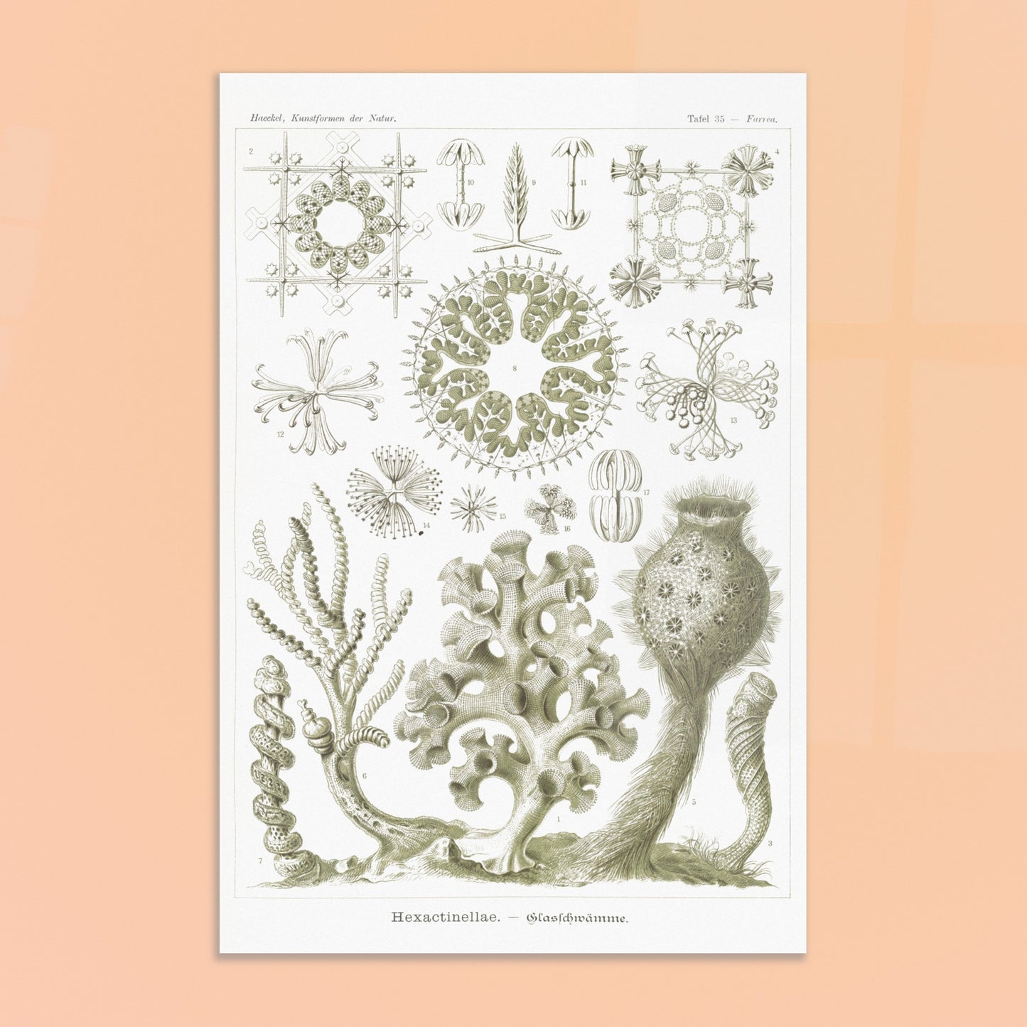 Ernst Haeckel - Hexactinellae - Glasschwämme - Éponges de verre, poster de la planche Farrea des Kunstformen der Natur - image 50887285375309