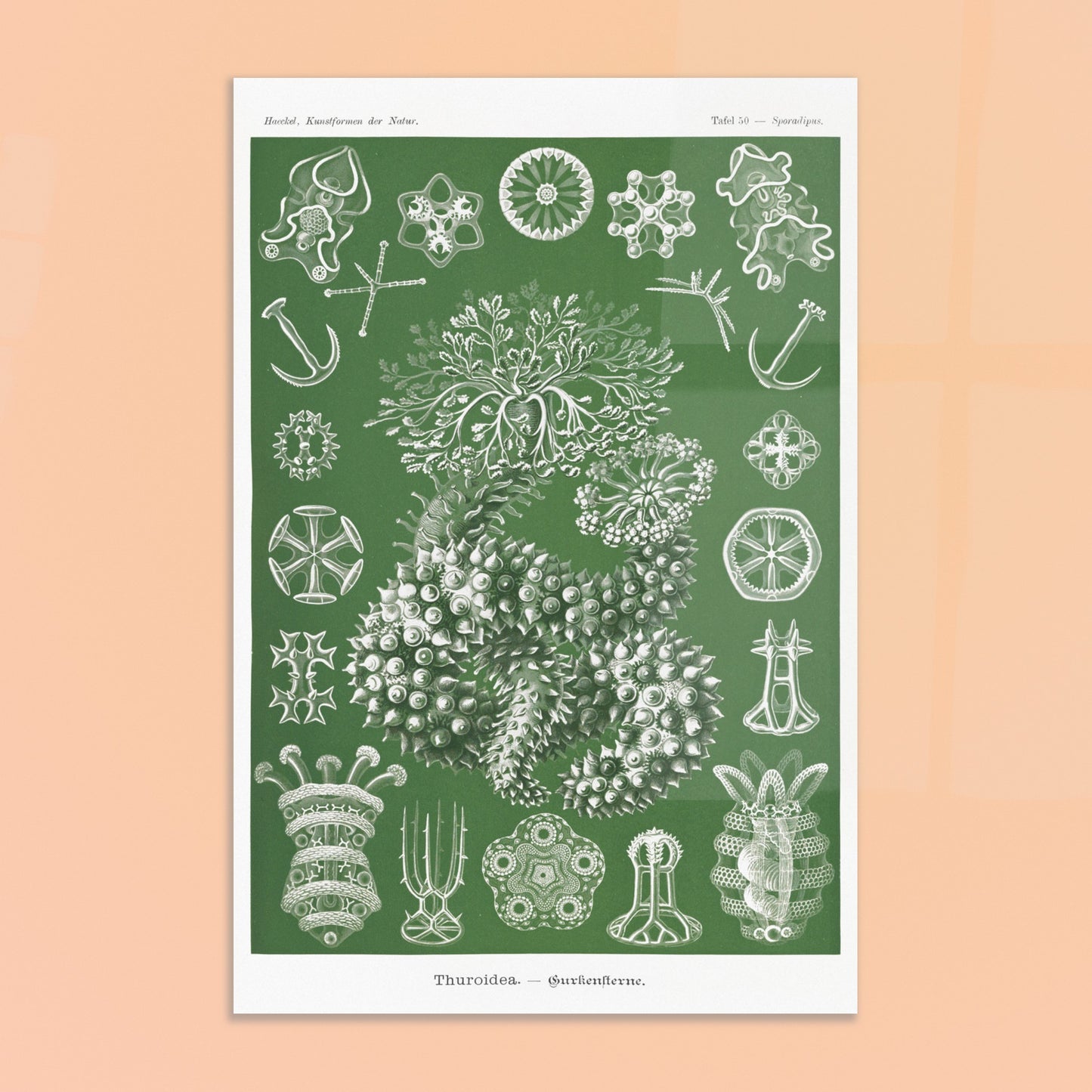Ernst Haeckel - Thuroidea - Gurkensterne - Holothuries, poster de la planche Sporadipus des Kunstformen der Natur - image 50888238235981