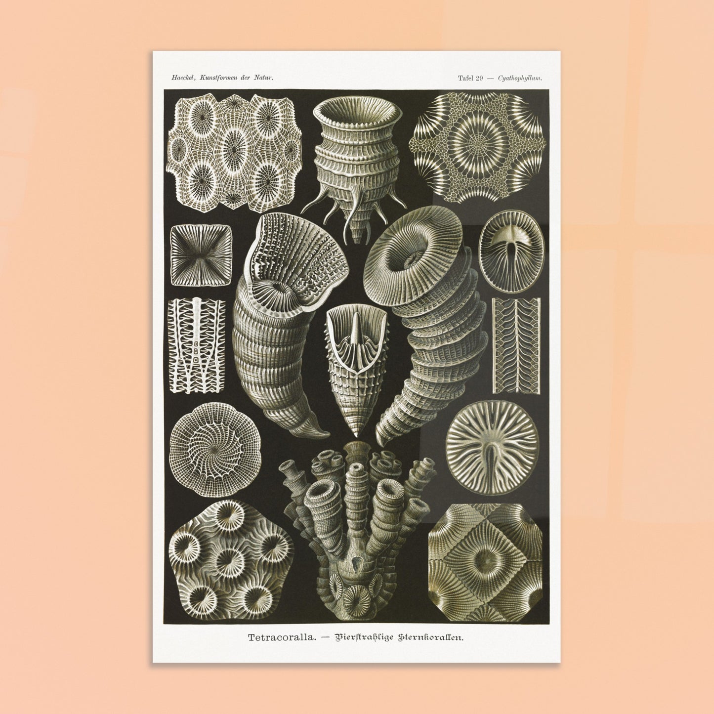 Estampe de Coraux étoilés Tetracoralla - Ernst Haeckel. Planche scientifique ancienne illustrant des Coraux étoilés à quatre rayons, montrant diverses formes et structures, avec des numéros pour identifier chaque spécimen. Image d'illustration 8