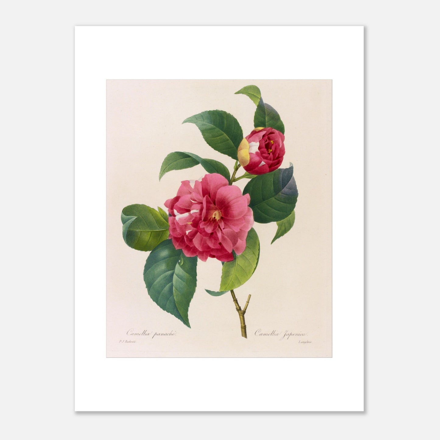 Planche naturaliste du Camellia Panaché par Pierre-Joseph Redouté (30x40 cm). Planche botanique de Pierre-Joseph Redouté illustrant un camélia panaché, d'un rose vif avec des touches de blanc.