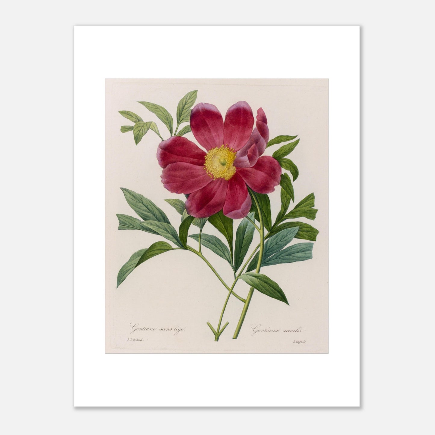 Planche botanique Pivoine Officinale par Pierre-Joseph Redouté (30x40 cm). Étude botanique de Pierre-Joseph Redouté représentant une Pivoine Officinale à fleurs simples d'un rouge profond.