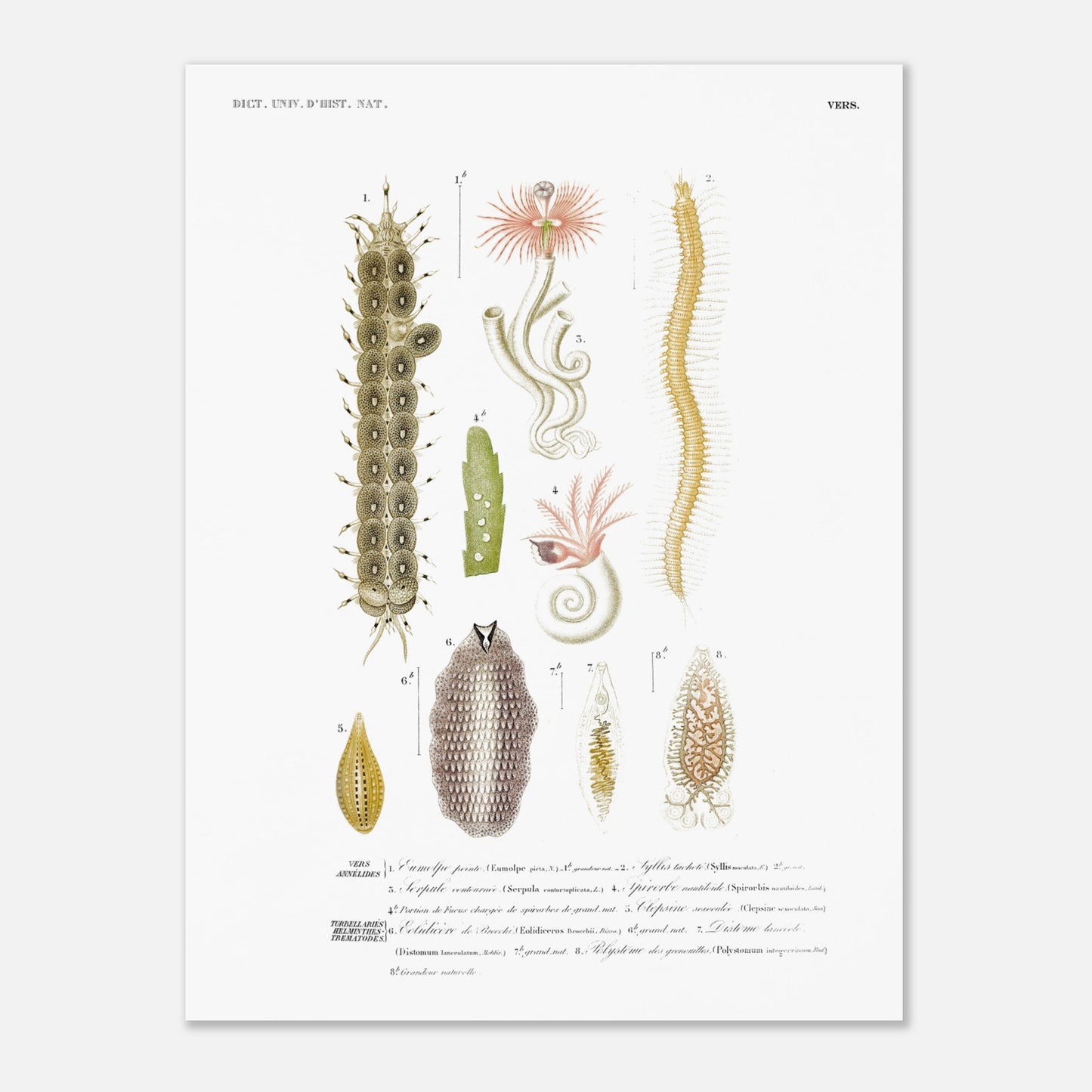 Eumolpe peinte, Syllis tachetée, Serpule contournée, Spirorbe nautiloïde, Clepsine sexaculée, Éolidicère de Brocchi, Disto - illustration naturaliste du Dictionnaire Universel d'Histoire Naturelle de - Taille 30x40 cm