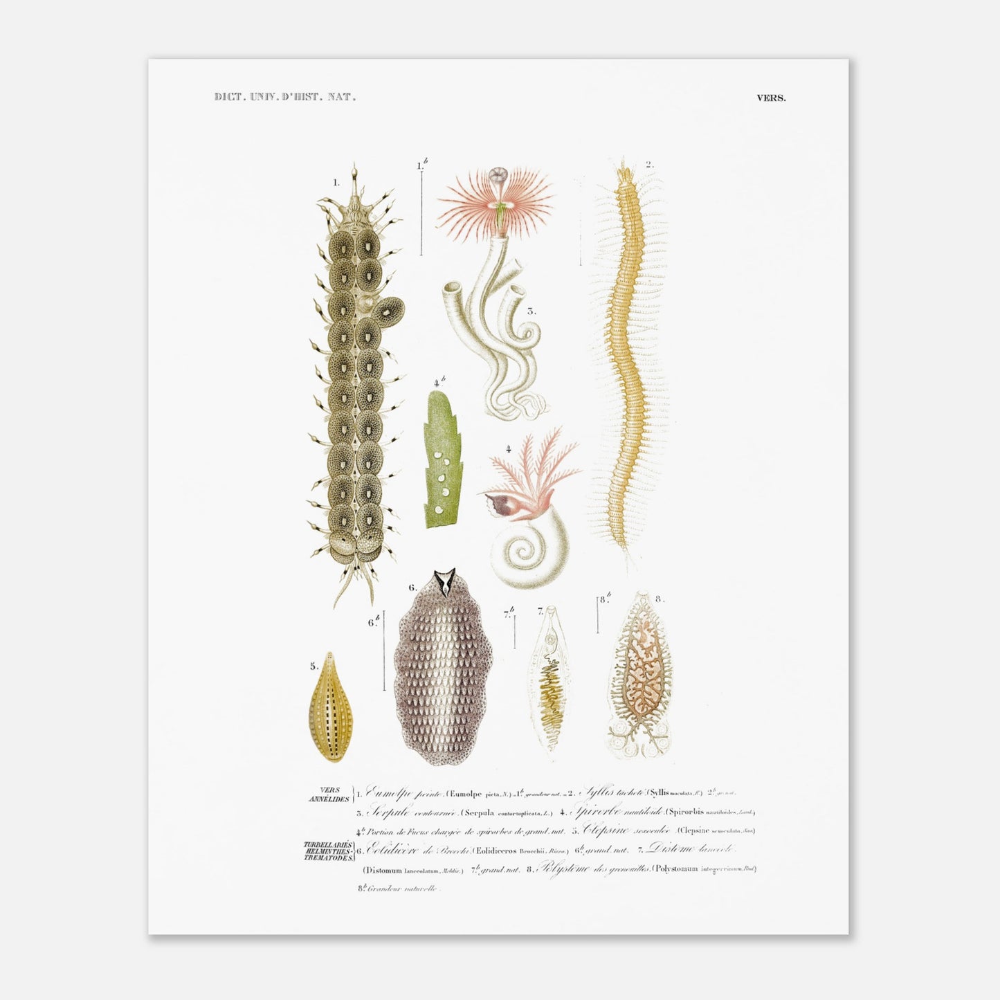 Eumolpe peinte, Syllis tachetée, Serpule contournée, Spirorbe nautiloïde, Clepsine sexaculée, Éolidicère de Brocchi, Disto - illustration naturaliste du Dictionnaire Universel d'Histoire Naturelle de - Taille 40x50 cm