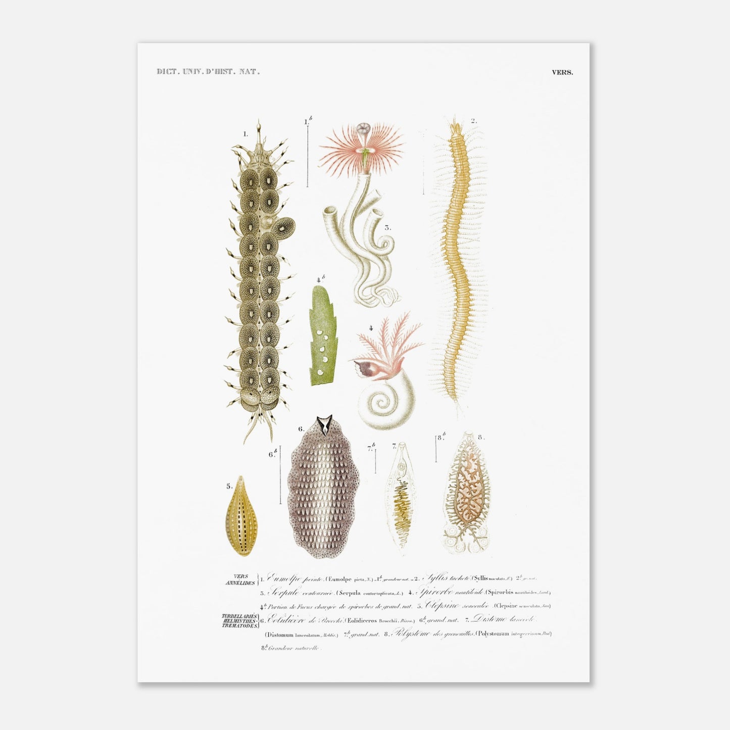 Eumolpe peinte, Syllis tachetée, Serpule contournée, Spirorbe nautiloïde, Clepsine sexaculée, Éolidicère de Brocchi, Disto - illustration naturaliste du Dictionnaire Universel d'Histoire Naturelle de - Taille 42x59,4 cm (A2)