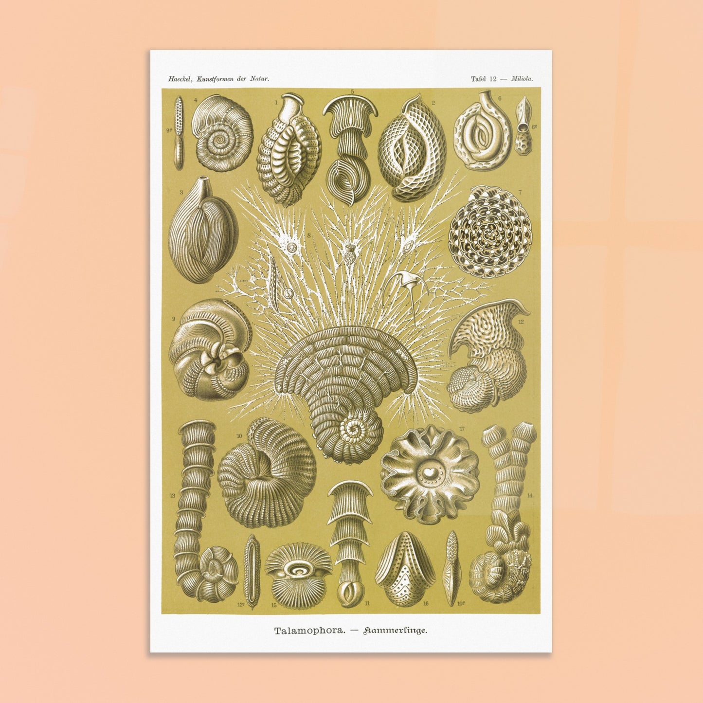 Planche naturaliste de Foraminifères, Ernst Haeckel. Planche naturaliste d'Ernst Haeckel montrant diverses formes de foraminifères, des microorganismes marins aux structures complexes, sur fond ocre. Image d'illustration 8