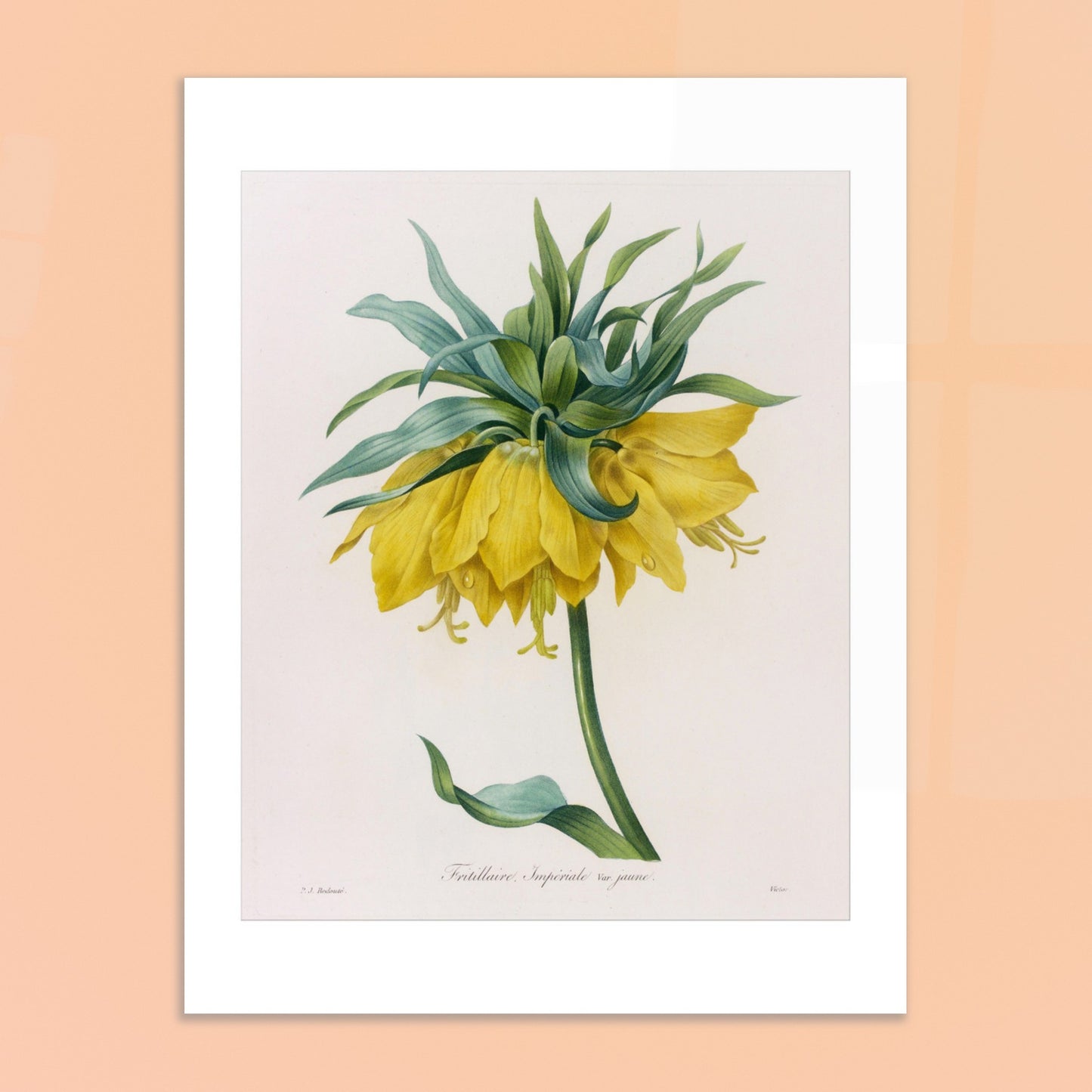 Fritillaire Impériale variété Jaune par Pierre-Joseph Redouté - image 50086964986189