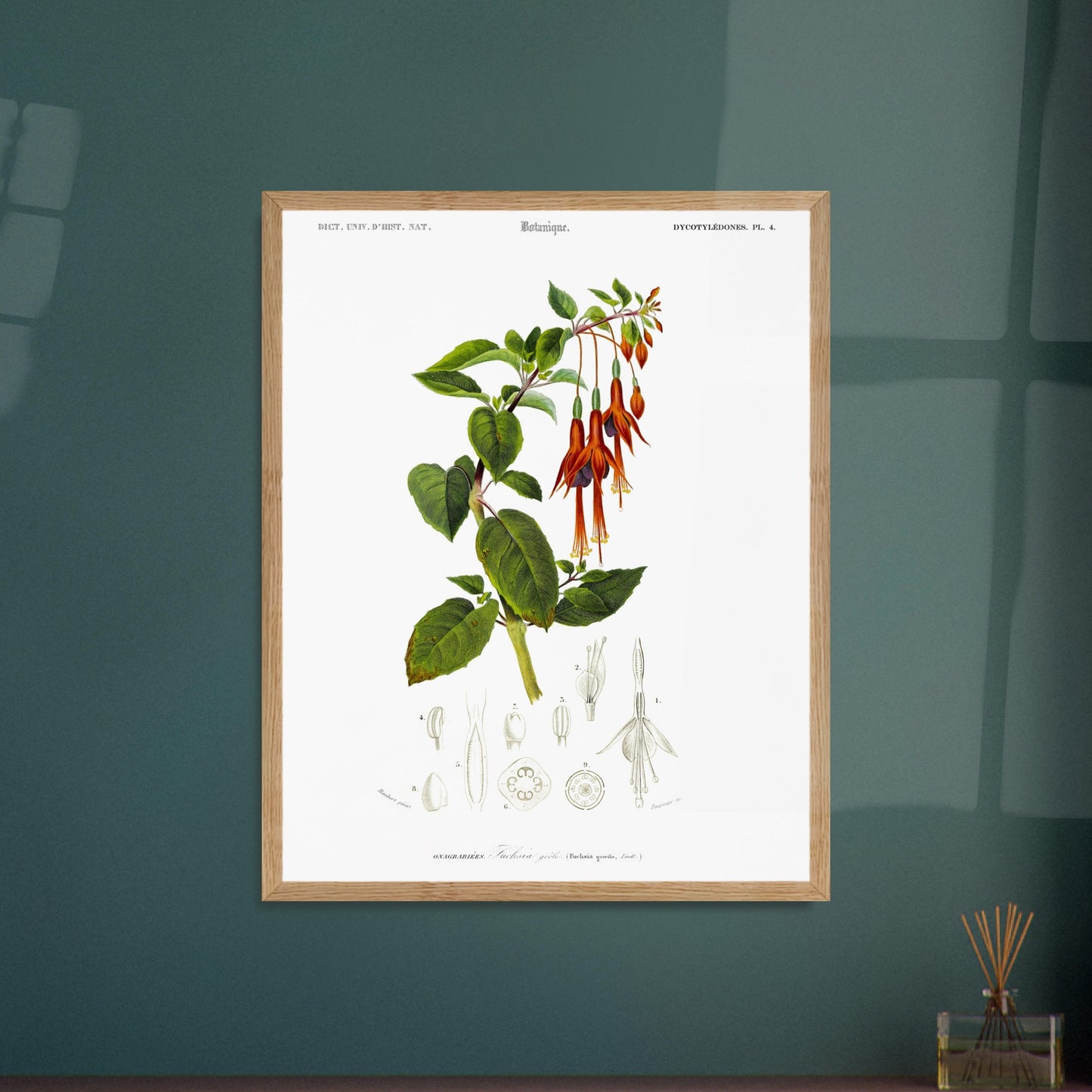 Fuchsia grêle - illustration naturaliste du Dictionnaire Universel d'Histoire Naturelle de Charles d'Orbigny - image 52908802638157