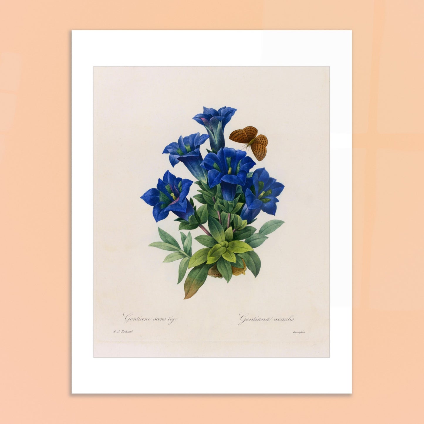 Gentiane Sans Tige (Gentiana Acaulis) par Pierre-Joseph Redouté - image 50934169502029