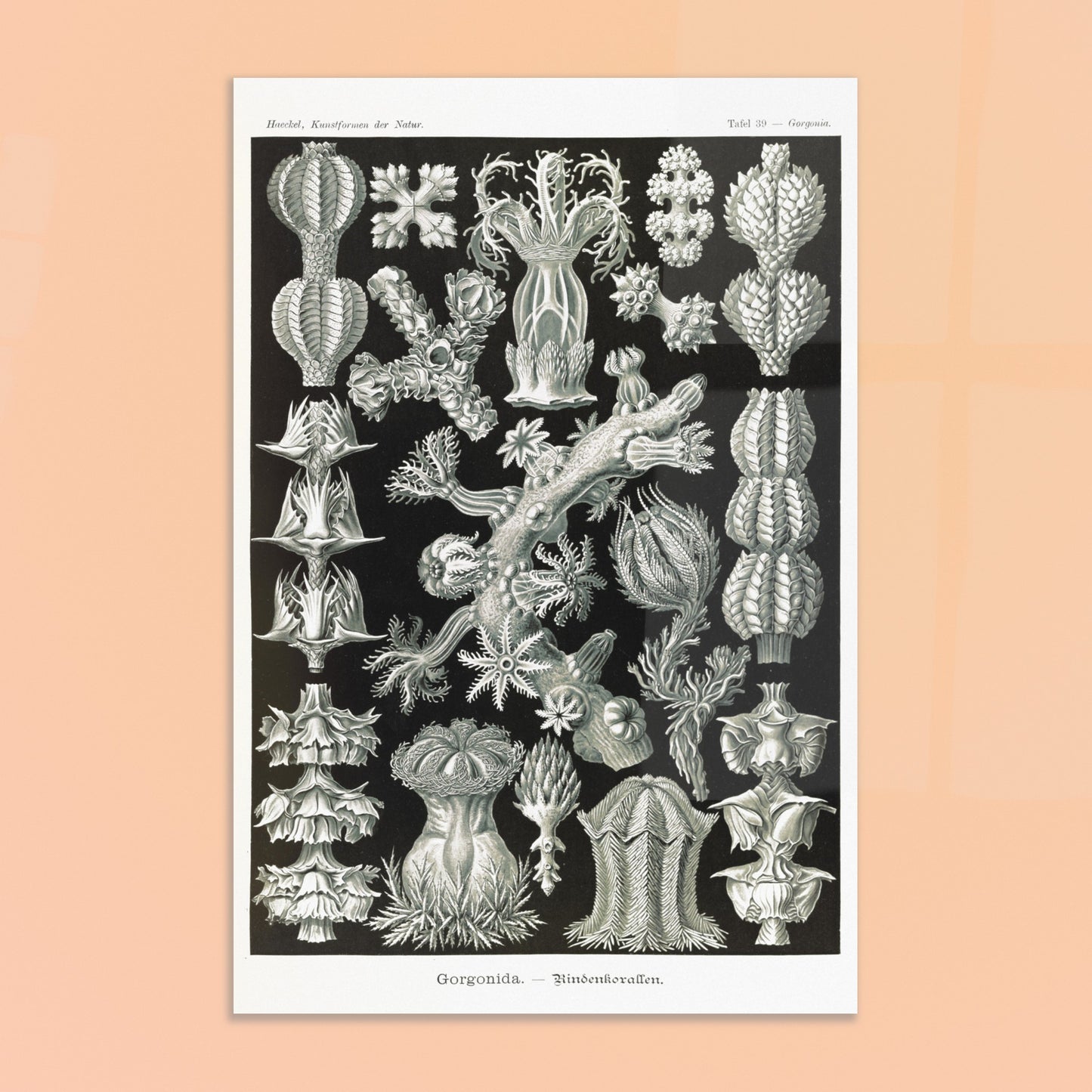 Gravure ancienne des Gorgonidae par Ernst Haeckel. Planche gravée de diverses gorgones, montrant la structure ramifiée et les détails architecturaux de ces organismes marins. Image d'illustration 8