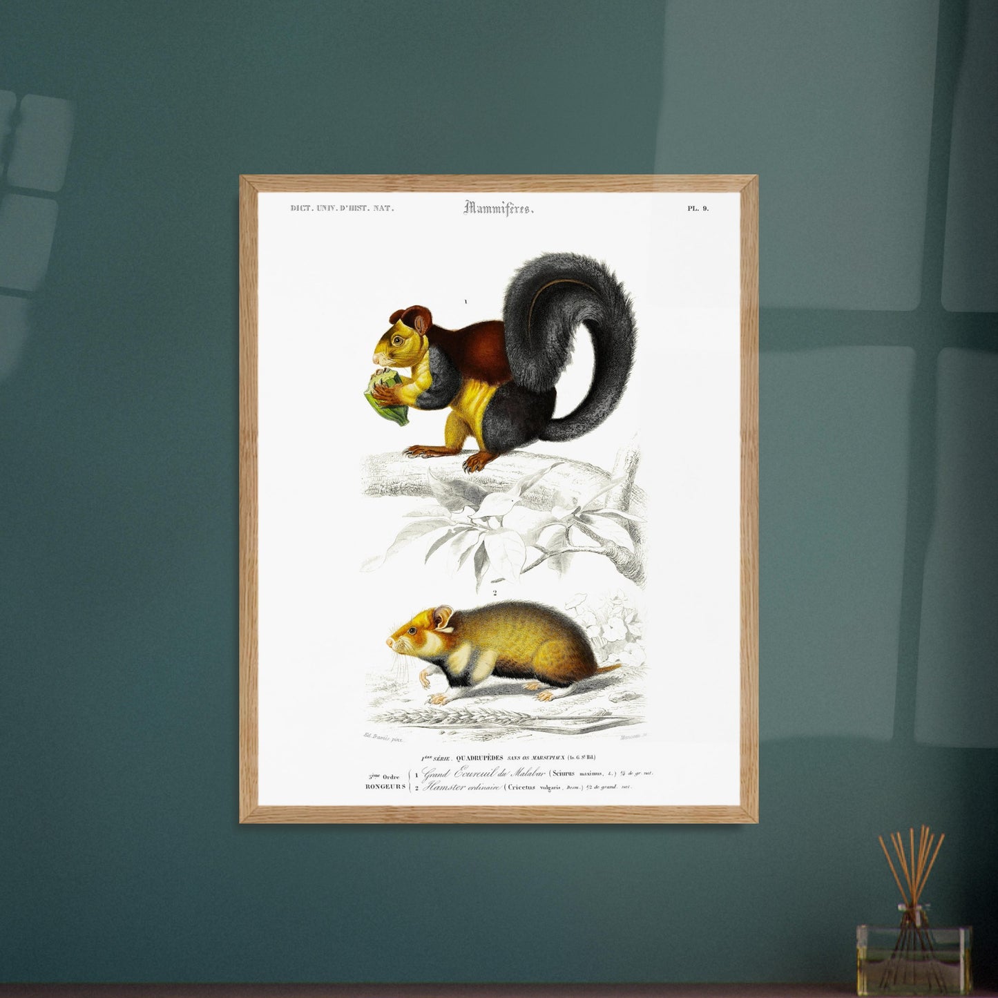 Grand Écureuil du Malabar, Hamster ordinaire - illustration naturaliste du Dictionnaire Universel d'Histoire Naturelle de Charles d'Orbigny - image 52903163134285