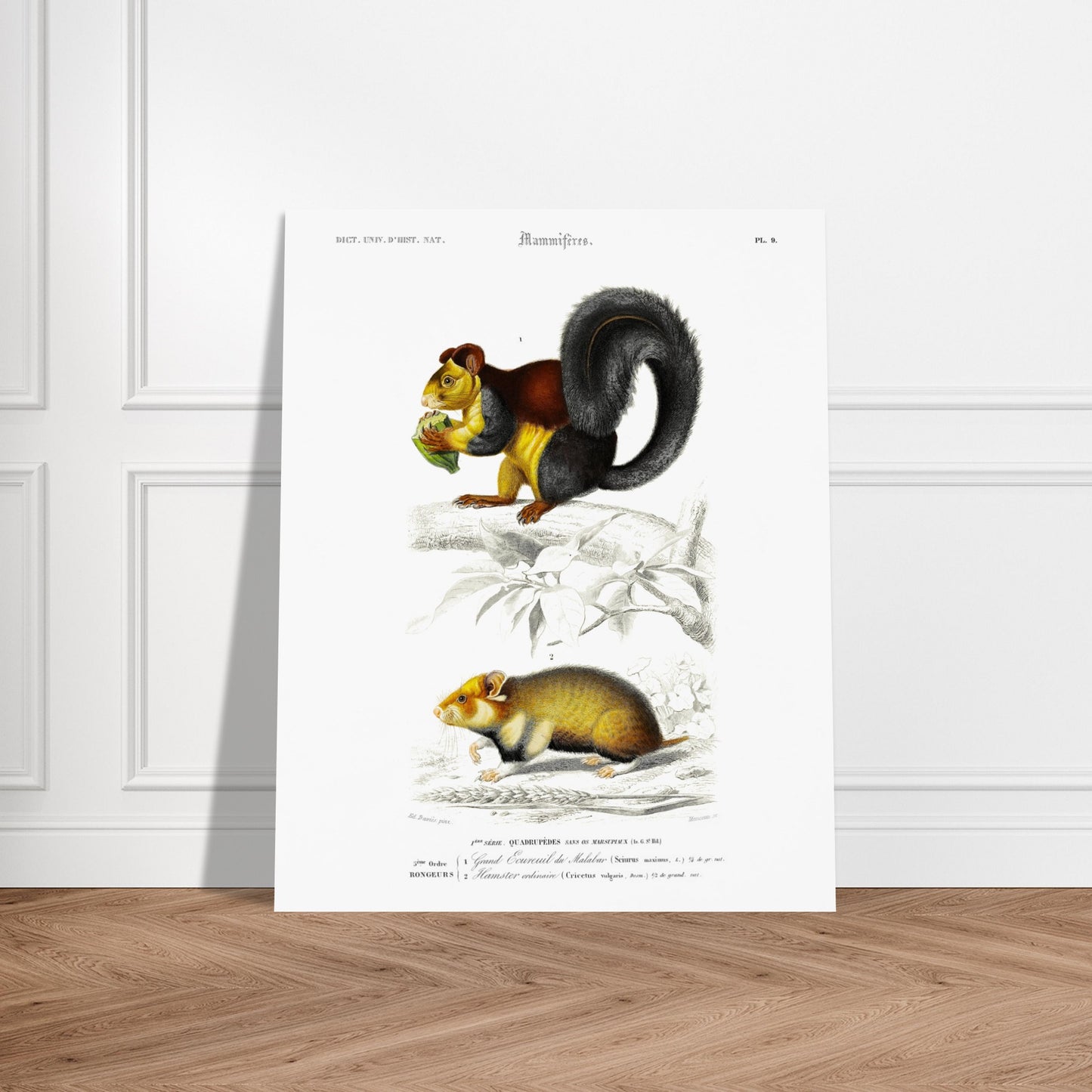 Grand Écureuil du Malabar, Hamster ordinaire - illustration naturaliste du Dictionnaire Universel d'Histoire Naturelle de Charles d'Orbigny - image 52903163167053