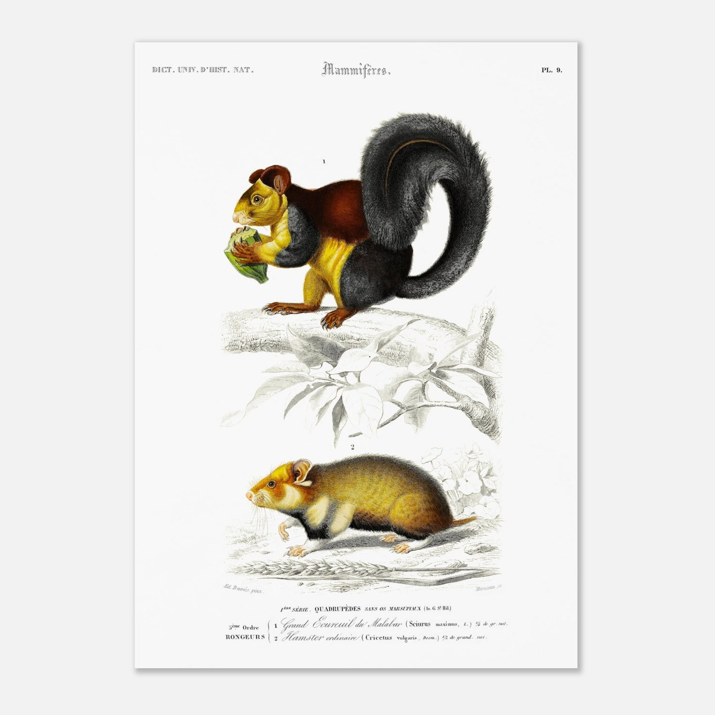 Grand Écureuil du Malabar, Hamster ordinaire - illustration naturaliste du Dictionnaire Universel d'Histoire Naturelle de Charles d'Orbigny - Taille 29,7x42 cm (A3)