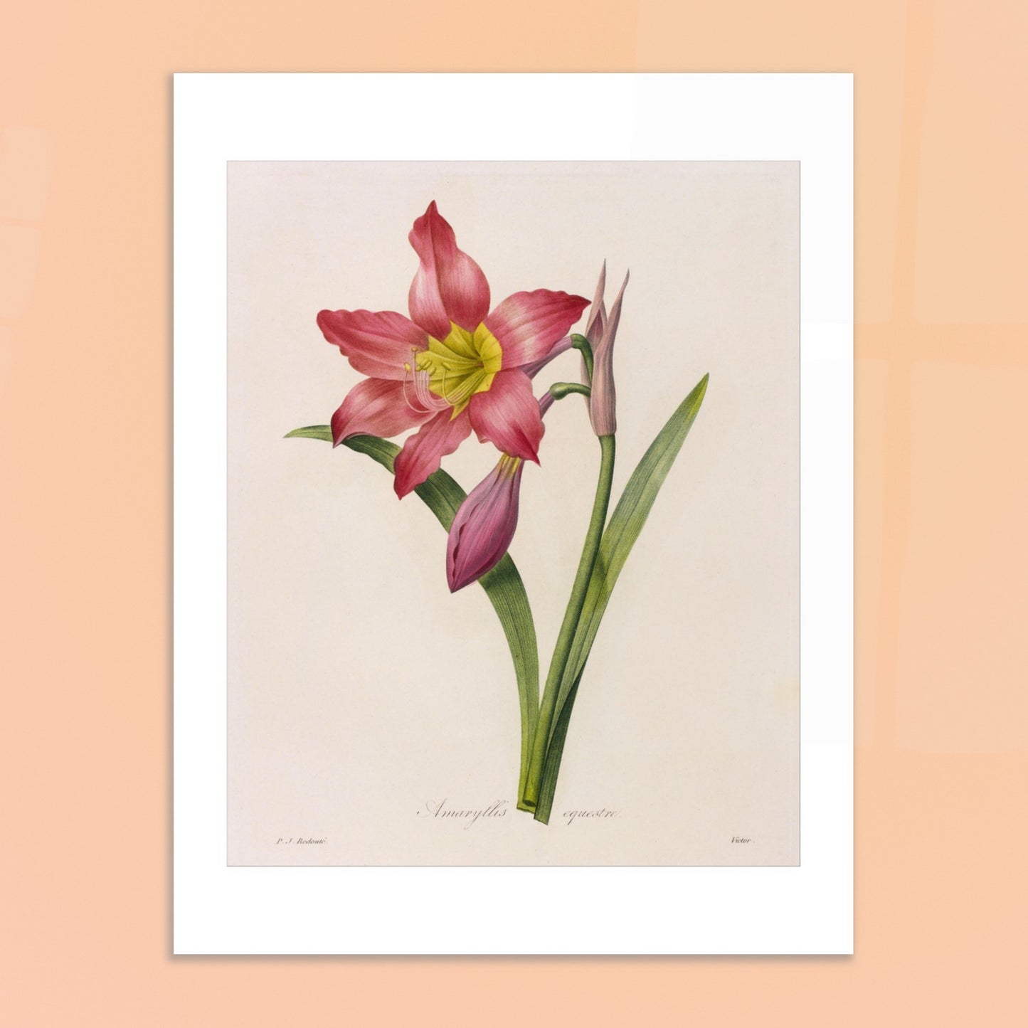 Gravure de l'Amaryllis Équestre par Pierre-Joseph Redouté. Planche botanique vintage de l'Amaryllis Équestre par Pierre-Joseph Redouté, représentant une fleur rose, des boutons et des feuilles. Image d'illustration 6