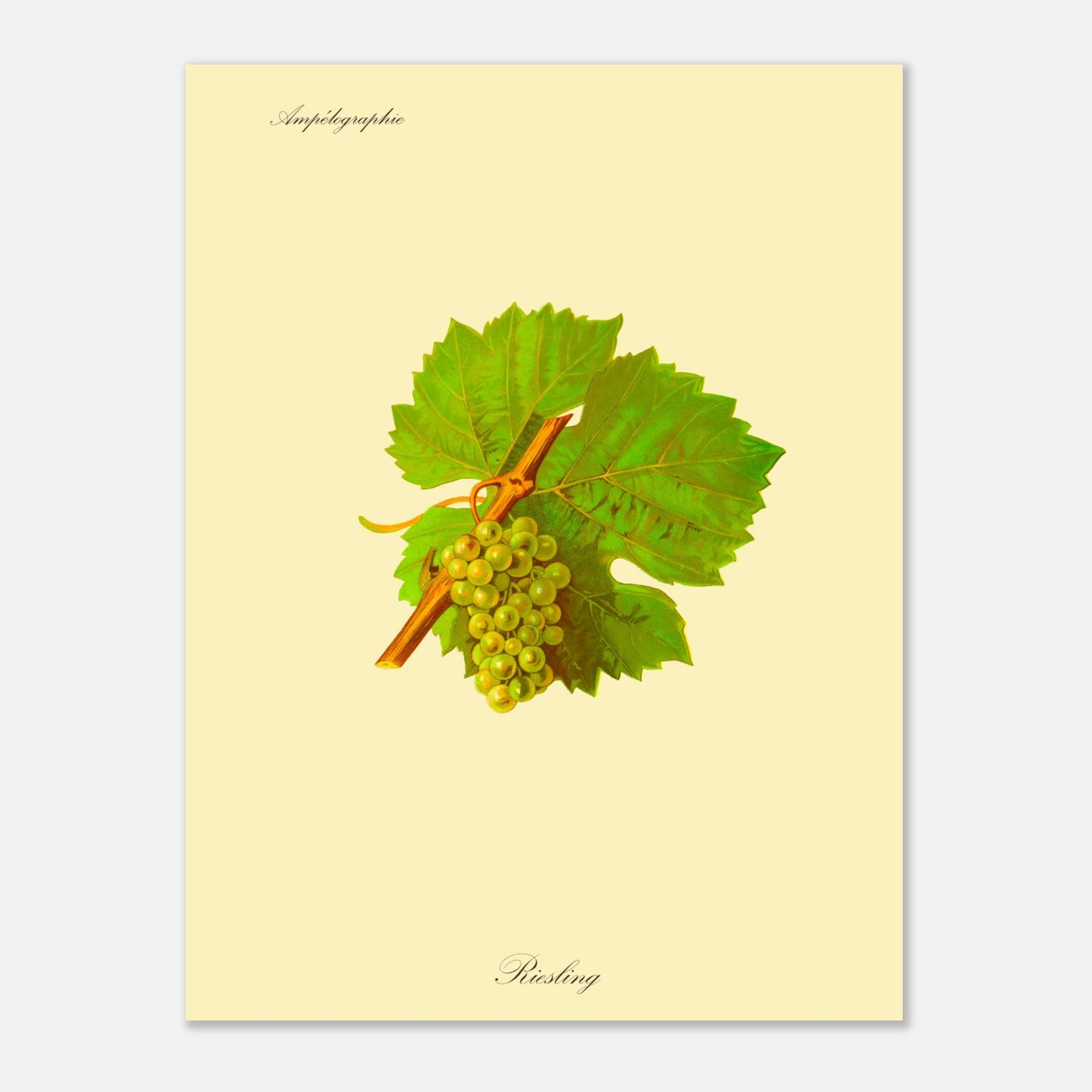 Gravure ancienne du cépage Riesling - Ampélographie (30x40 cm). Illustration botanique d'une grappe de raisin Riesling de couleur jaune verdâtre, accompagnée de deux feuilles vertes et d'une tige orangée, sur un fond jaune pâle.