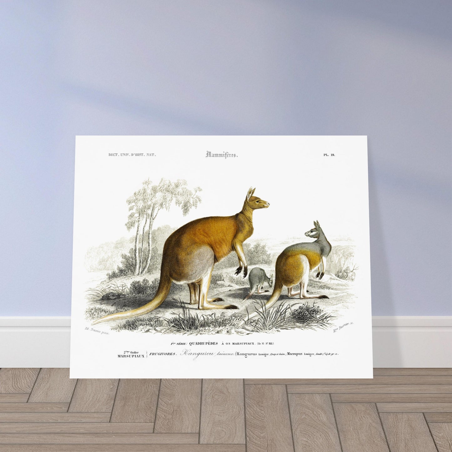 Gravure ancienne de Kangourou laineux - Charles d'Orbigny. Gravure ancienne représentant plusieurs kangourous, dont un adulte et un jeune, dans un paysage australien. Image d'illustration 5