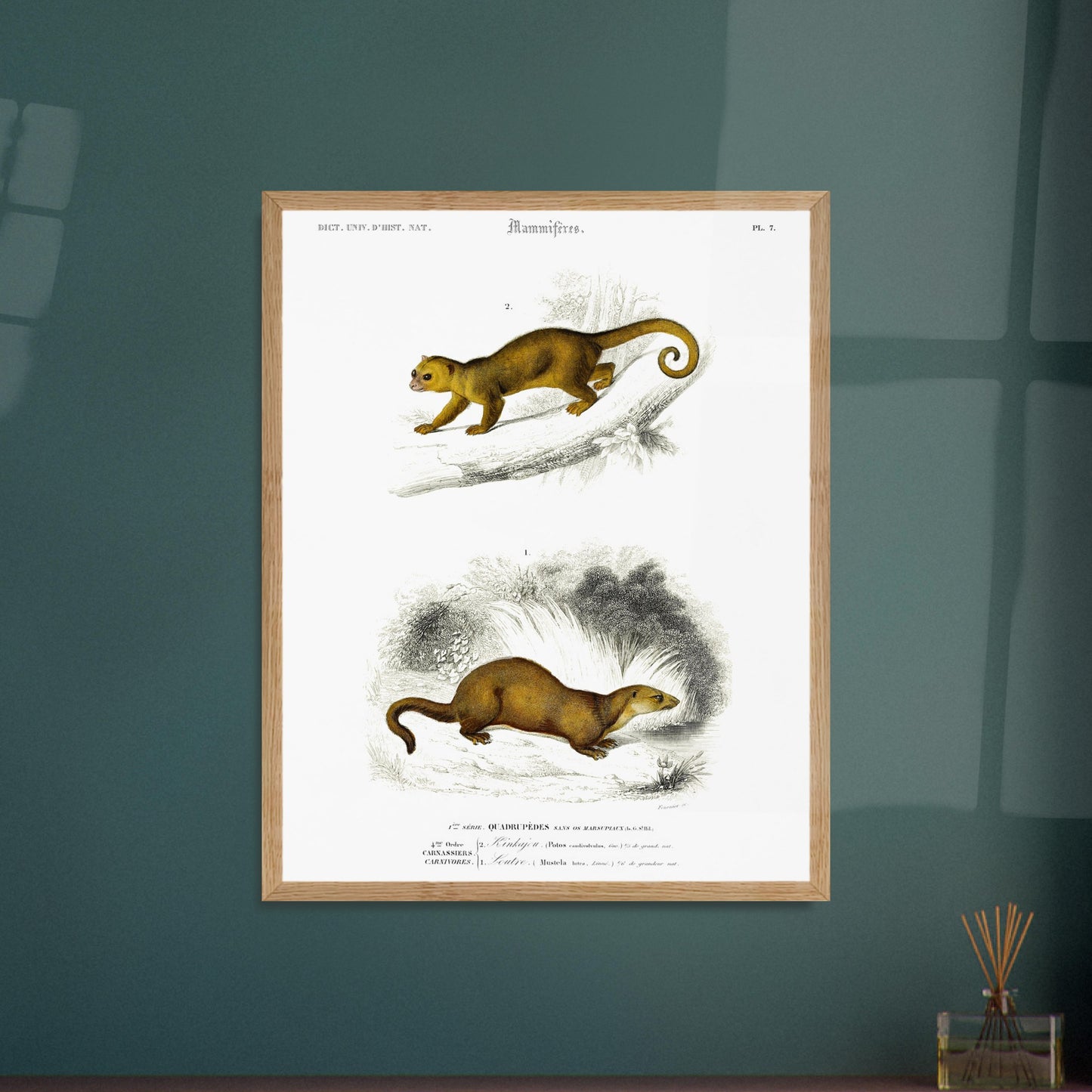Planche de mammifères : Kinkajou et Loutre - Charles d'Orbigny. Planche d'illustration naturaliste du Dictionnaire Universel d'Histoire Naturelle de Charles d'Orbigny, présentant deux mammifères : un kinkajou sur une branche et une loutre au sol. Image d'illustration 6