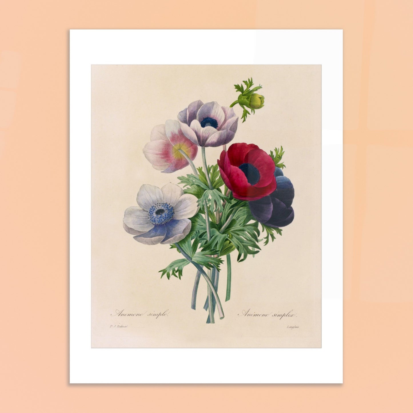 Gravure naturaliste ancienne Anemone Coronaria par Pierre-Joseph Redouté. Planche botanique de Pierre-Joseph Redouté représentant un bouquet d'anémones aux couleurs variées (rose, blanc, rouge, violet), avec des feuilles vertes, sur fond crème. Image d'illustration 6