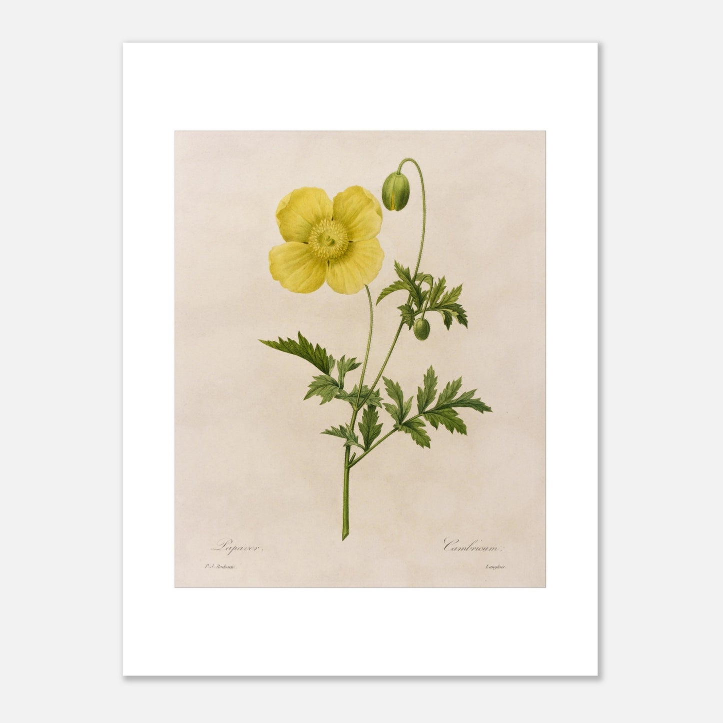 Gravure ancienne Papaver Cambricum (Pavot du Pays de Galles) par Redouté (30x40 cm). Planche botanique ancienne par Pierre-Joseph Redouté, représentant une fleur de pavot jaune avec un bouton et des feuilles vertes.