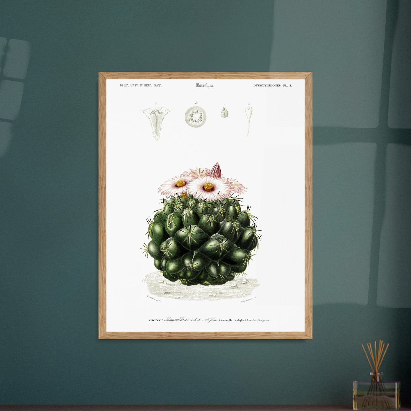 Illustration de cactus Mamillaire à dents d'éléphant - d'Orbigny. Illustration botanique ancienne représentant un cactus, le mamillaire à dents d'éléphant, avec des détails de la plante et de ses fleurs. Image d'illustration 6