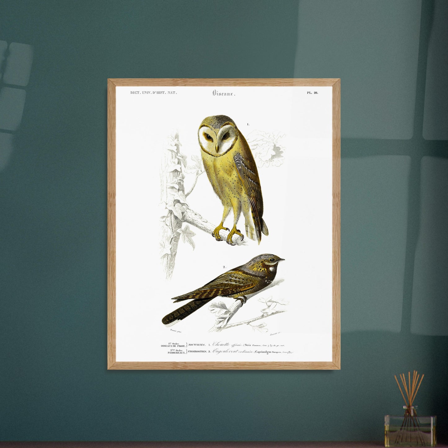 Planche ornithologique : Chouette Effraie et Engoulevent ordinaire. Planche ornithologique du Dictionnaire Universel d'Histoire Naturelle de Charles d'Orbigny représentant une chouette effraie et un engoulevent ordinaire, avec des inscriptions scientifiques. Image d'illustration 6