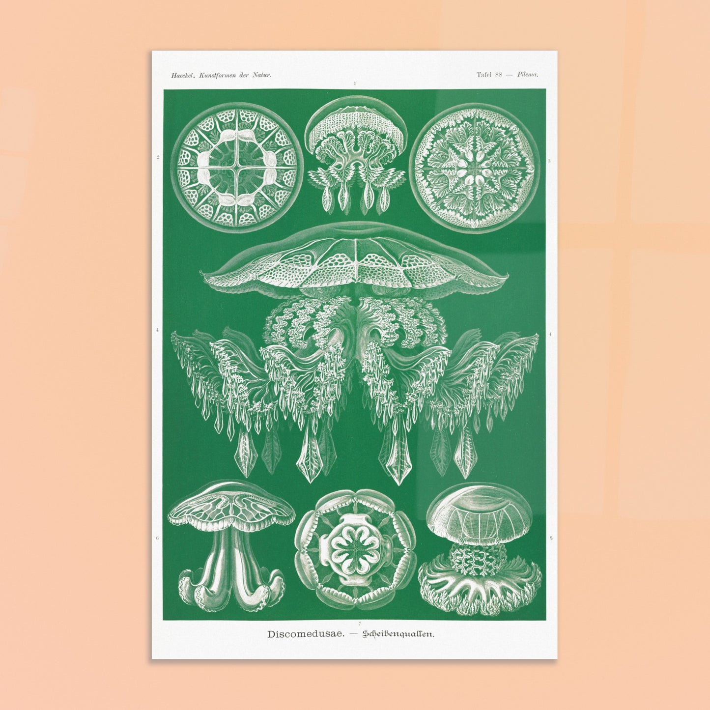 Gravure de Méduses Disques (Discomedusae) par Ernst Haeckel. Gravure naturaliste du XIXe siècle par Ernst Haeckel, illustrant différentes méduses disques d'un blanc lumineux sur un fond vert. Image d'illustration 8