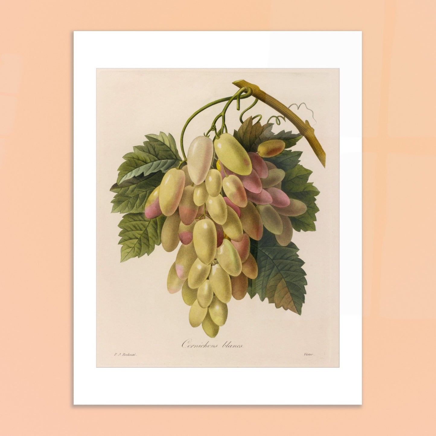 Gravure naturaliste ancienne Cornichons Blancs par Pierre-Joseph Redouté. Planche botanique ancienne de Pierre-Joseph Redouté représentant une grappe de cornichons blancs et roses sur une branche avec des feuilles vertes. Image d'illustration 6