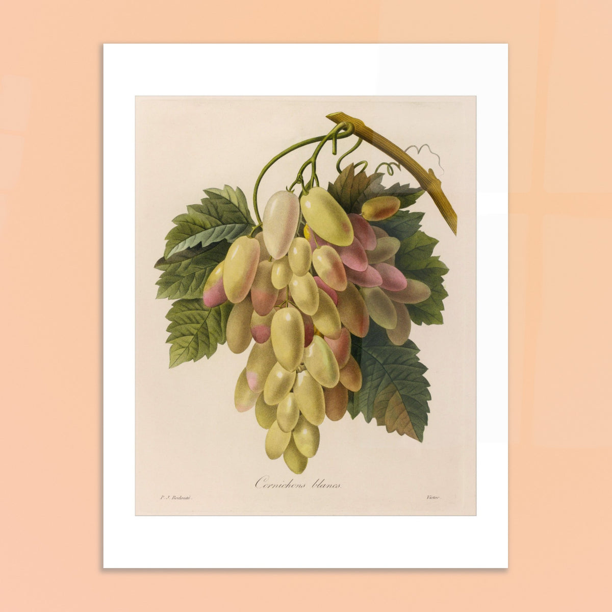 Antica incisione naturalistica Cetriolini Bianchi di Pierre-Joseph Redouté. Antica tavola botanica di Pierre-Joseph Redouté raffigurante un grappolo di cetriolini bianchi e rosa su un ramo con foglie verdi.
