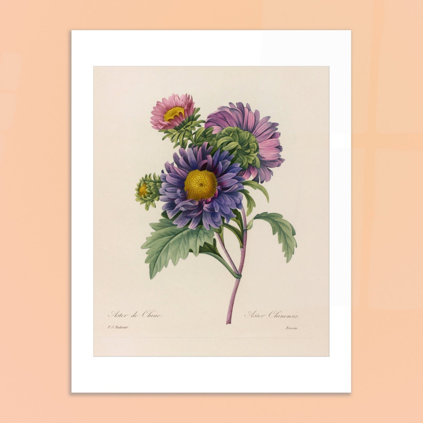 Gravure naturaliste ancienne Aster de Chine par Pierre-Joseph Redouté. Planche botanique ancienne de Pierre-Joseph Redouté représentant des fleurs d'aster de Chine violettes et roses avec des centres jaunes et des feuilles vertes. Image d'illustration 6