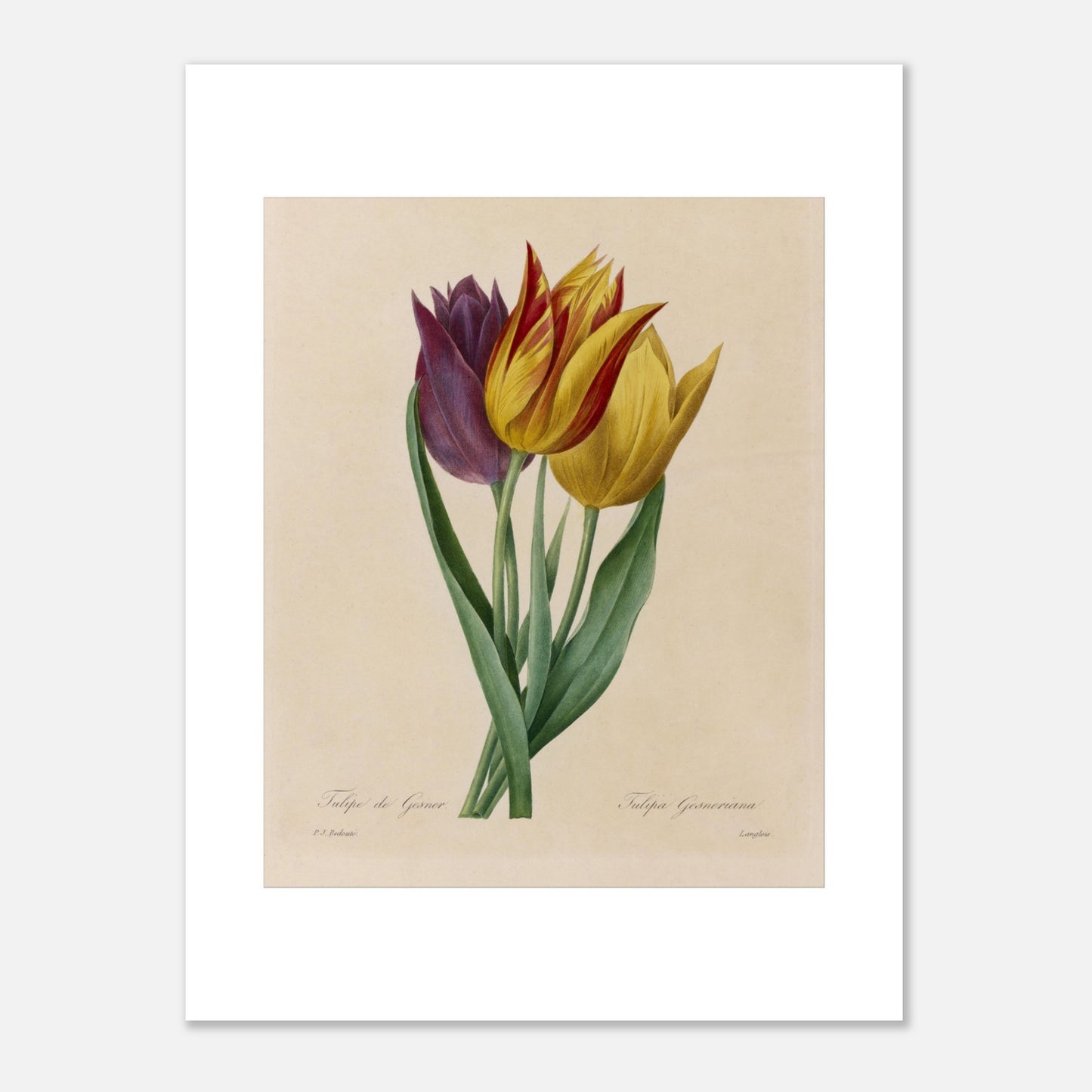 Gravure naturaliste Tulipe de Gesner par Pierre-Joseph Redouté (1827) (30x40 cm). Gravure naturaliste ancienne de trois tulipes par Pierre-Joseph Redouté, une tulipe pourpre et deux tulipes jaunes rayées de rouge.