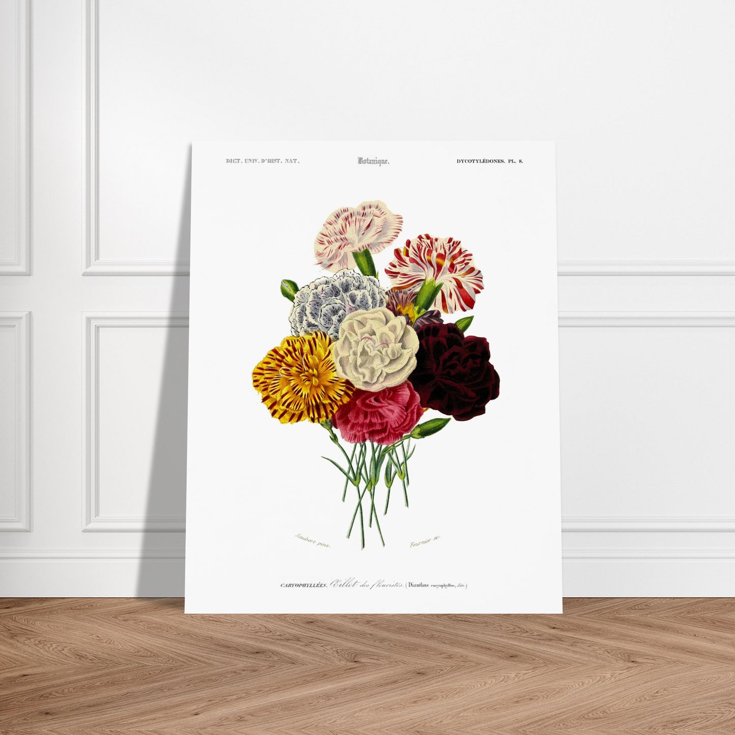 Gravure naturaliste : Œillet des fleuristes par Charles d'Orbigny. Illustration botanique ancienne représentant un bouquet de sept œillets de fleuristes aux couleurs variées (rouge, blanc, jaune, bicolore), avec des tiges vertes. Image d'illustration 6