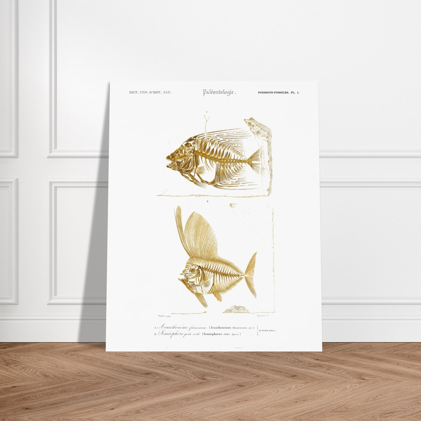 Gravure de poissons fossiles : Acanthonème filamenteux par d'Orbigny. Planche paléontologique illustrant les squelettes de deux poissons, l'un en entier et l'autre vu de profil, avec une texture dorée. Image d'illustration 6