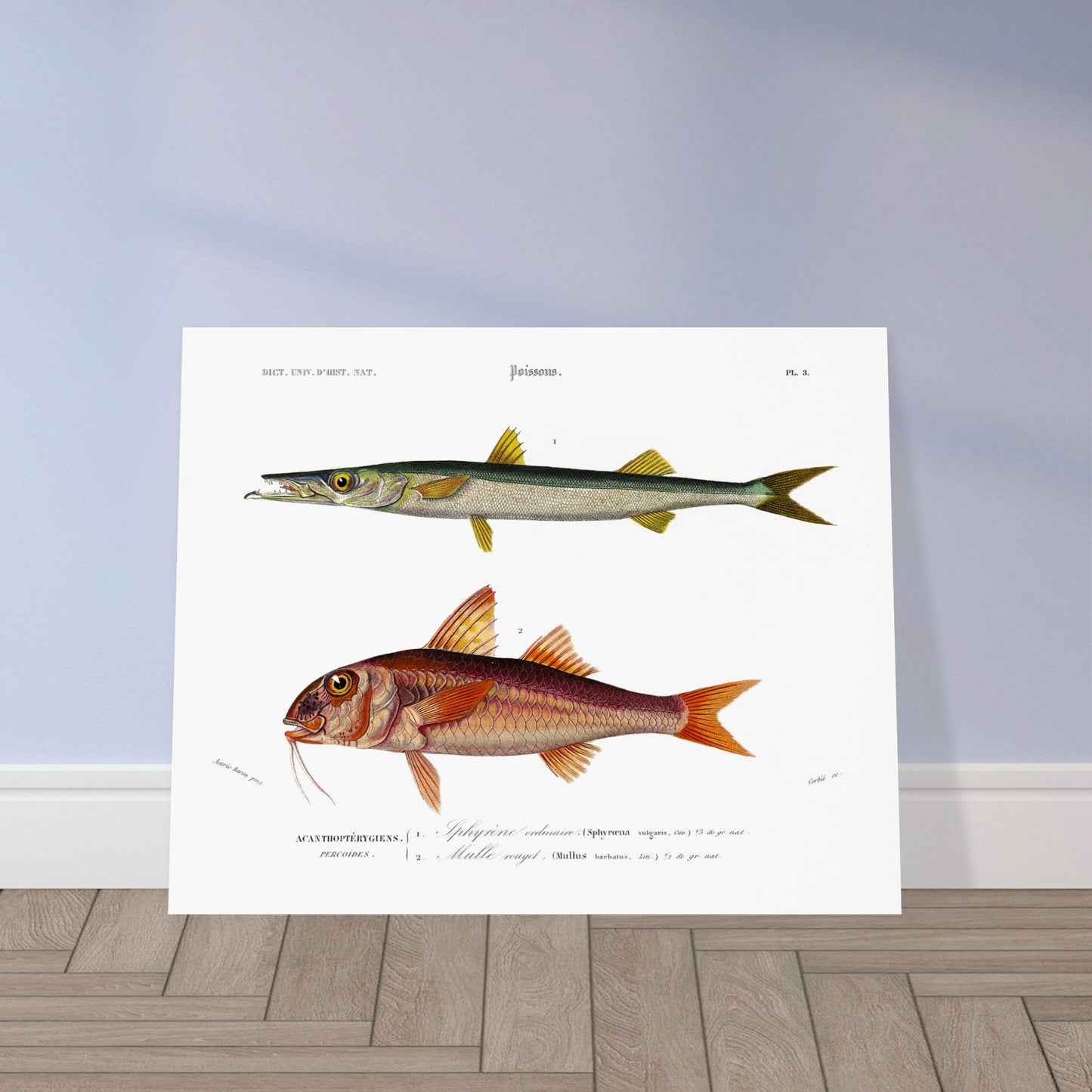 Planche d'ichtyologie : Sphyrène ordinaire et Mulle Rouget. Illustration de deux poissons : un poisson long et svelte de couleur vert et jaune, et un poisson de taille moyenne de couleur rouge et jaune avec des nageoires prononcées. Image d'illustration 5