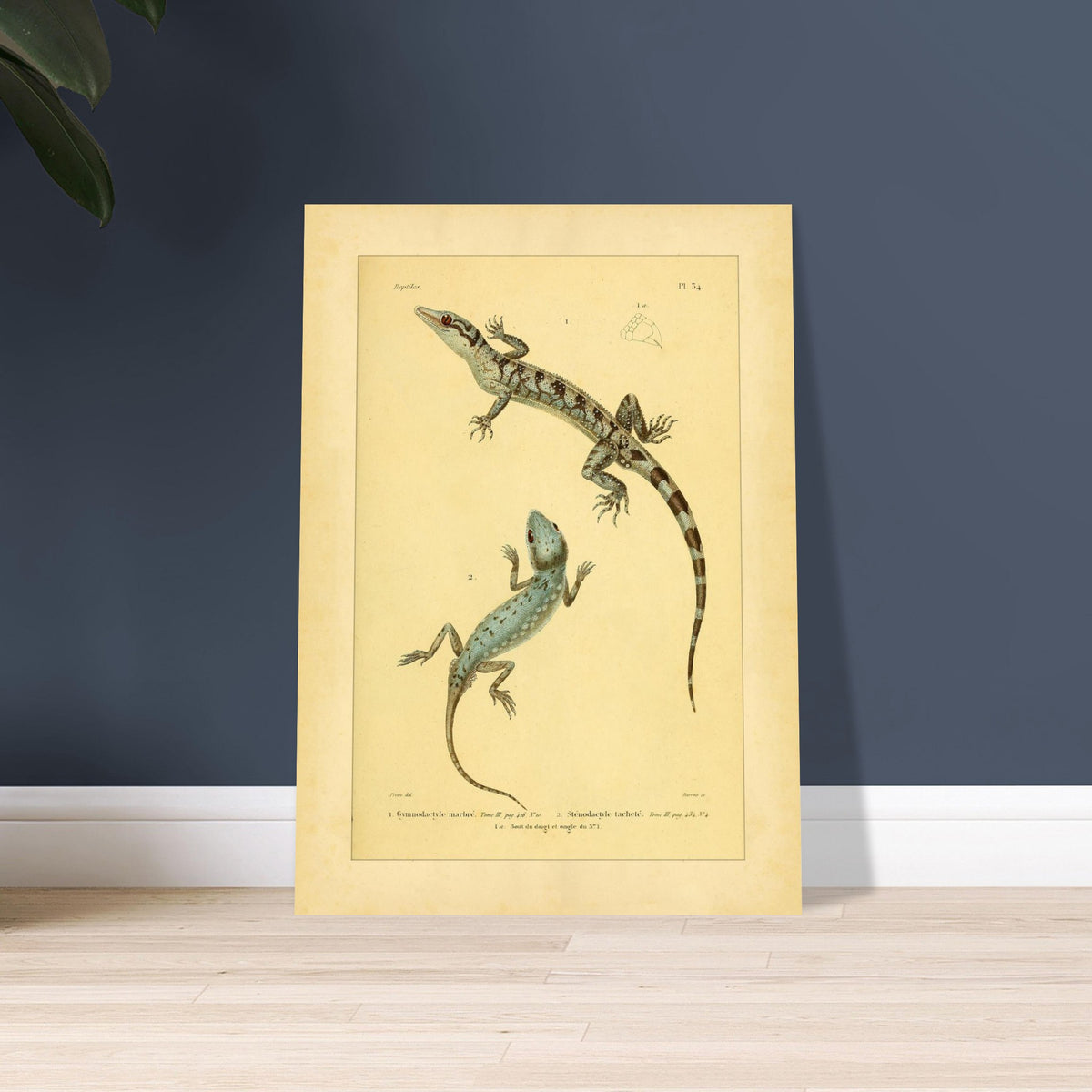 Marmorierter Gymnodactylus und gefleckter Stenodactylus: antike Eidechsenillustration. Zoologische Illustrationstafel zweier Eidechsen, eines marmorierten Gymnodactylus und eines gefleckten Stenodactylus, mit Details ihrer Zehen.