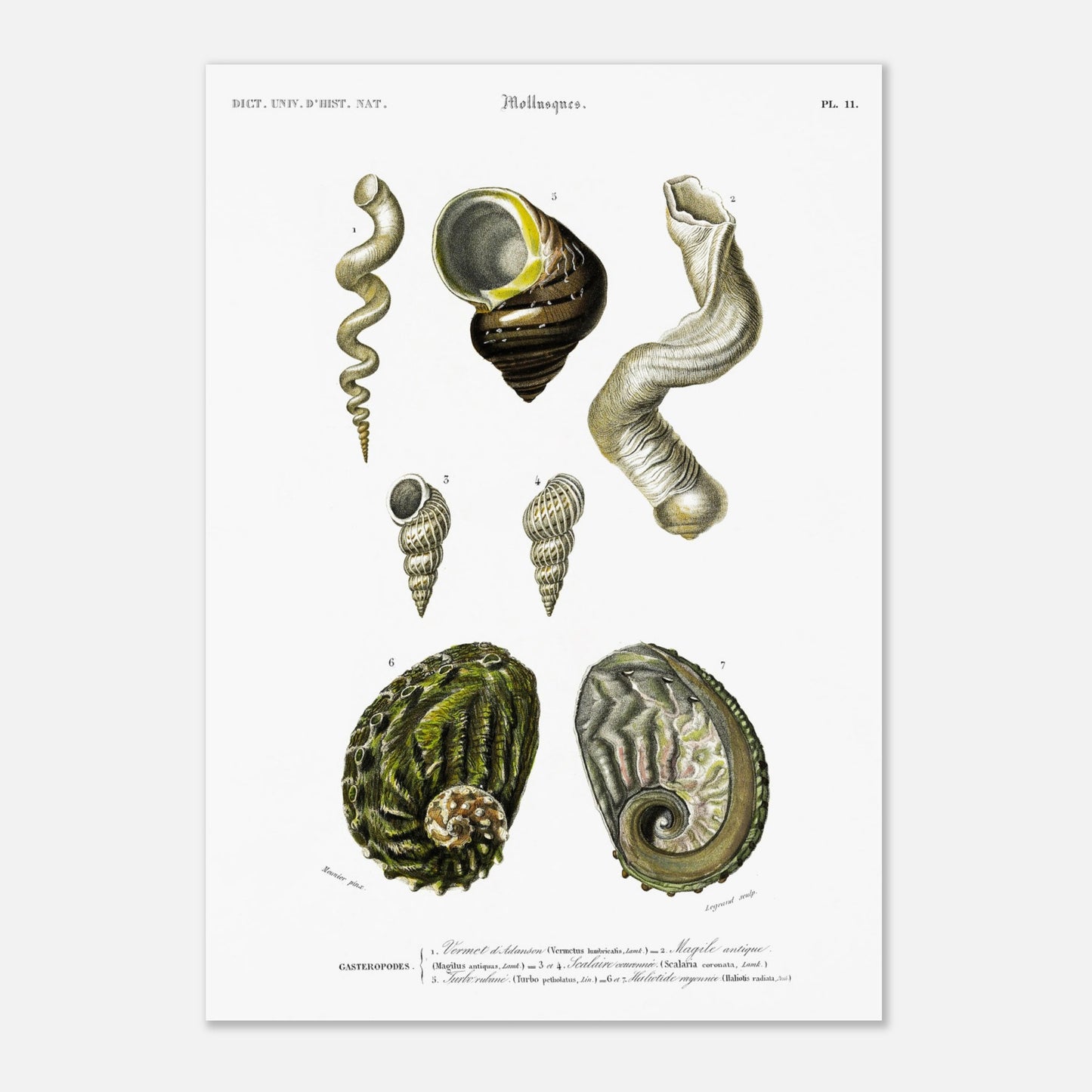 Haliotide rayonnée, Vermet d’Adanson, Turbo rubané, Scalaire couronnée - illustration naturaliste du Dictionnaire Universel d'Histoire Naturelle de Charles d'Orbigny - Taille 29,7x42 cm (A3)