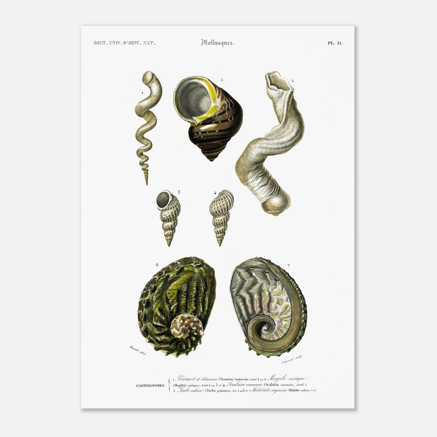 Haliotide rayonnée, Vermet d’Adanson, Turbo rubané, Scalaire couronnée - illustration naturaliste du Dictionnaire Universel d'Histoire Naturelle de Charles d'Orbigny - Taille 50x70 cm