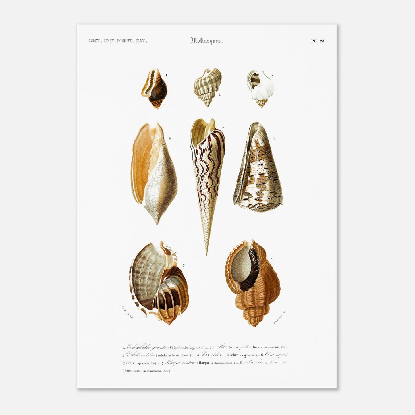 Harpe ventrue, Colombelle grande, Buccin Casquillon, Fig Buccin mélanostome, Vis zébrée, Cône impérial, Volute ondulée - illustration naturaliste du Dictionnaire Universel d'Histoire Naturelle de Char - Taille 50x70 cm