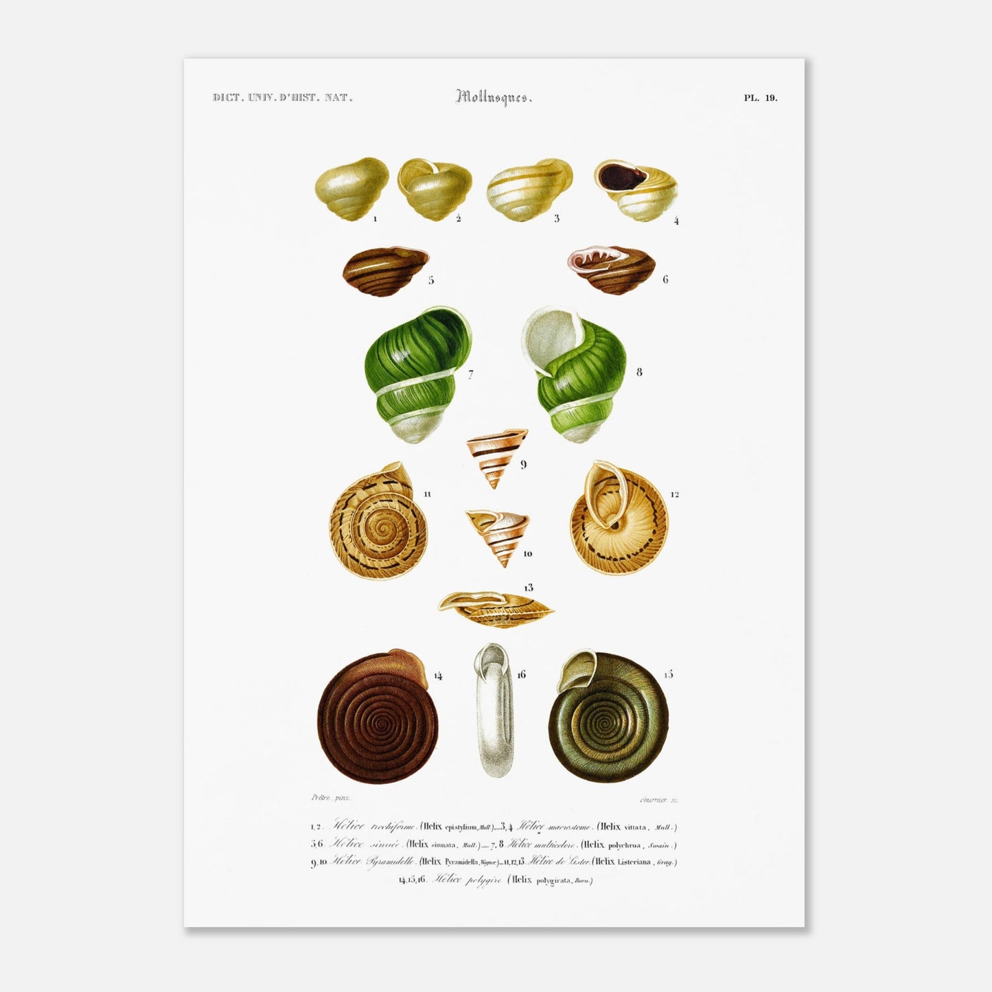 Hélice trochiforme, Hélice macrostome, Hélice sinuée, Hélice multicolore, Hélice pyramidale, Hélice de Lister, Hélice polygyre - illustration naturaliste du Dictionnaire Universel d'Histoire Naturelle - Taille 50x70 cm