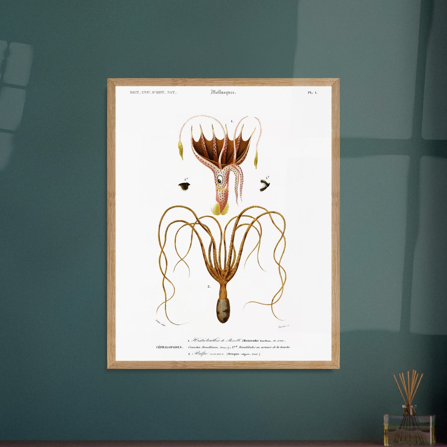 Histioteuthis de Bonelli, Poulpe commun - illustration naturaliste du Dictionnaire Universel d'Histoire Naturelle de Charles d'Orbigny - image 52902915637581