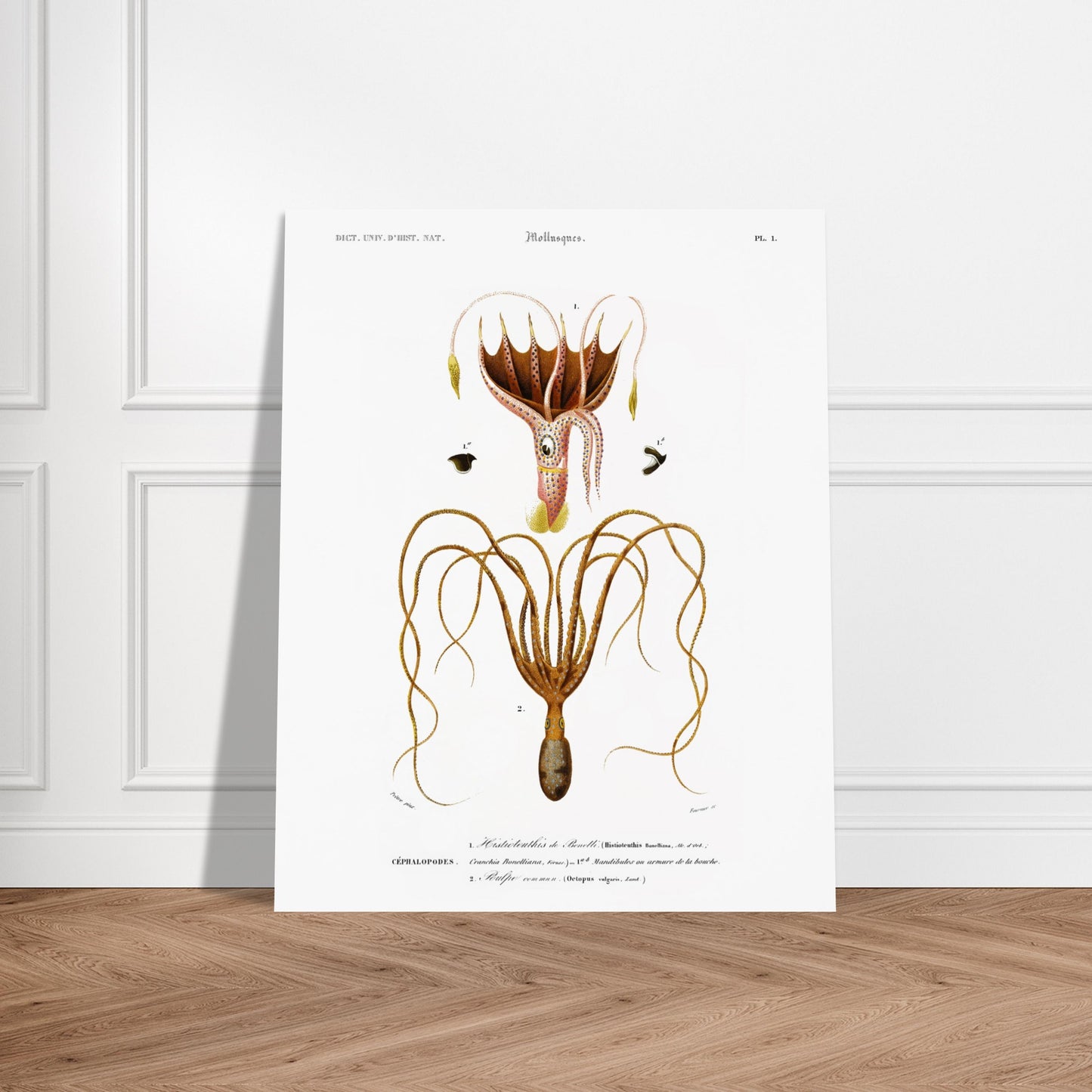 Histioteuthis de Bonelli, Poulpe commun - illustration naturaliste du Dictionnaire Universel d'Histoire Naturelle de Charles d'Orbigny - image 52902915703117